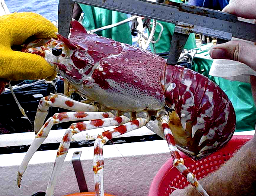 Measuring a lobster for allowable size. (Photo: Department of Forestry, Fisheries and the Environment)