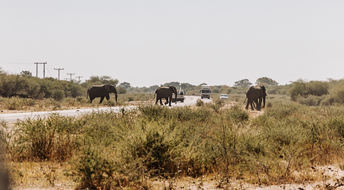 Elephants cross the road outside Gumare, west of the Okavango Delta in Botswana. These elephants had broken a water pipe, which resulted in a standing dam, and were crossing the main road to get water. (Photo: The Origins Foundation)
