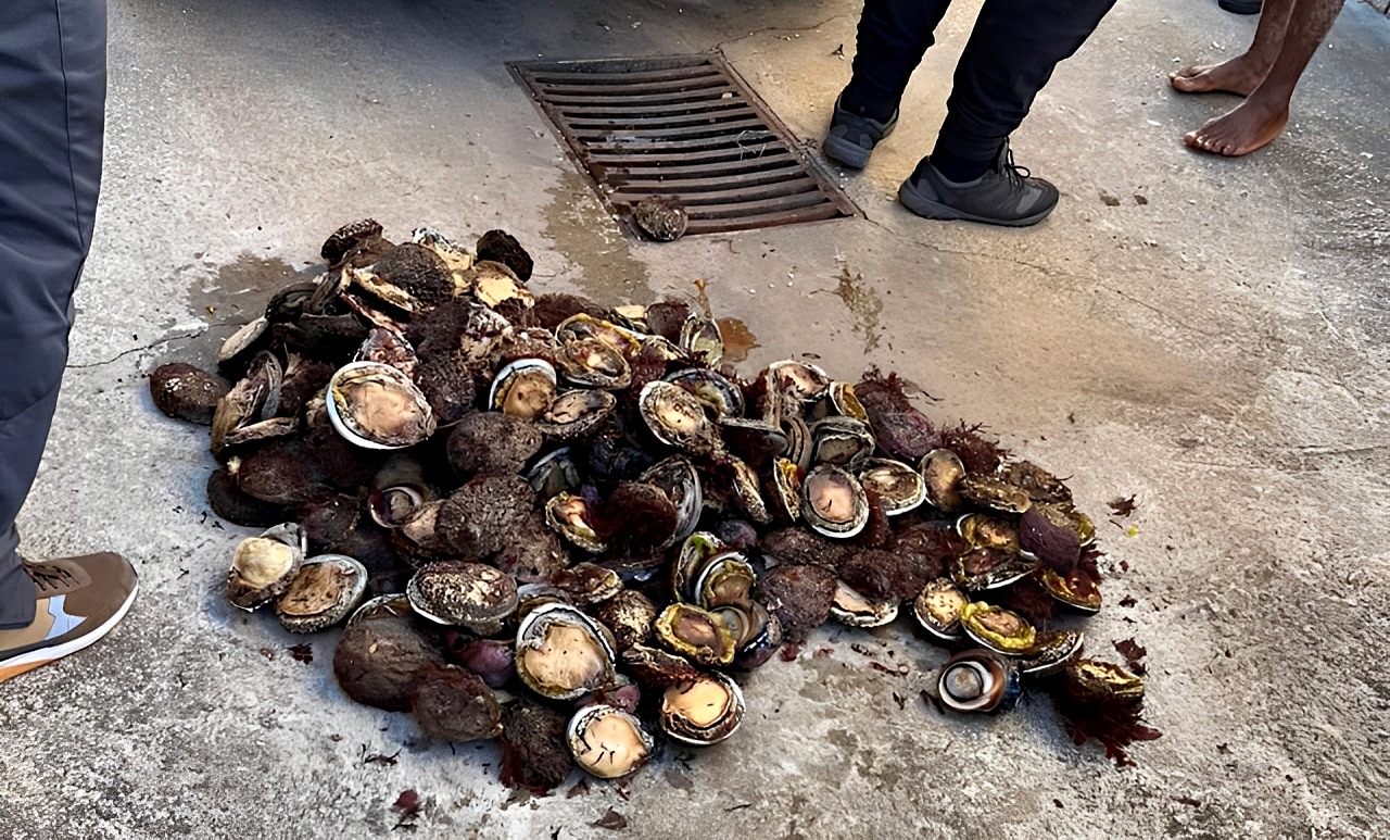 Private security officials recovered 216 units of illegally harvested perlemoen and assisted in arresting one suspect on 2 January 2026 near the Noordhoek Ski Boat Club along the Nelson Mandela Bay coast. This was just one of numerous incidents where poached perlemoen was recovered during the festive season, and experts say there is no way of knowing exactly how much actually made it to the black market in recent weeks. (Photo: Supplied  / Dark Water Ops)