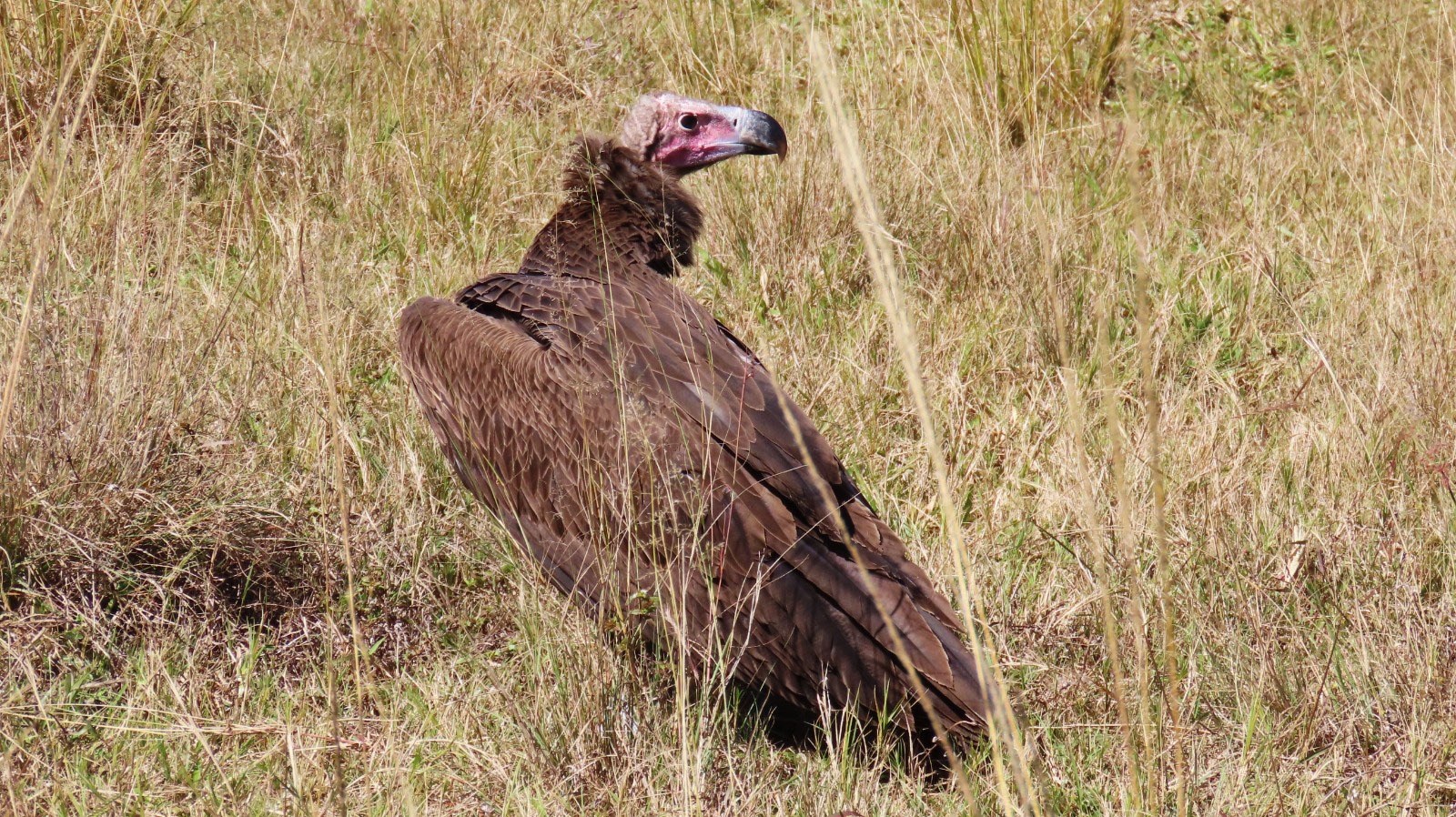 SPREADING WINGS: Incredible maiden flight for Eastern Cape c
