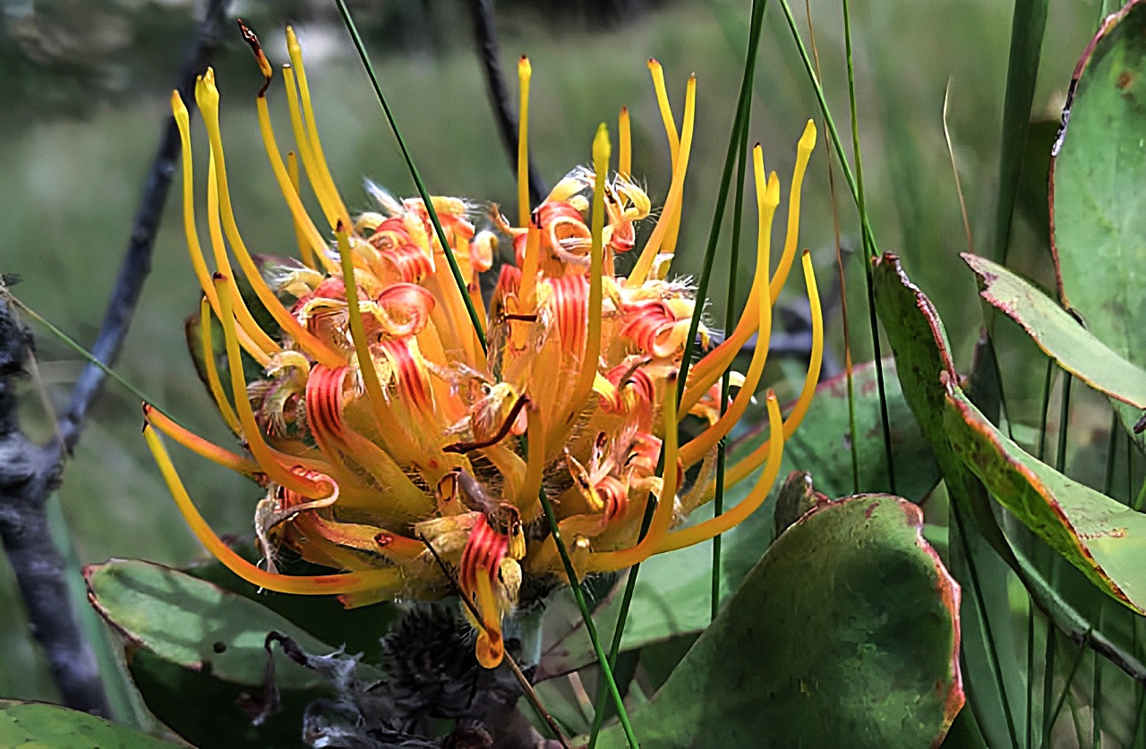 The highly endangered Pondoland Pincushion is found along the Eastern Cape’s Wild Coast. (Photo: Sinegugu Zukulu)