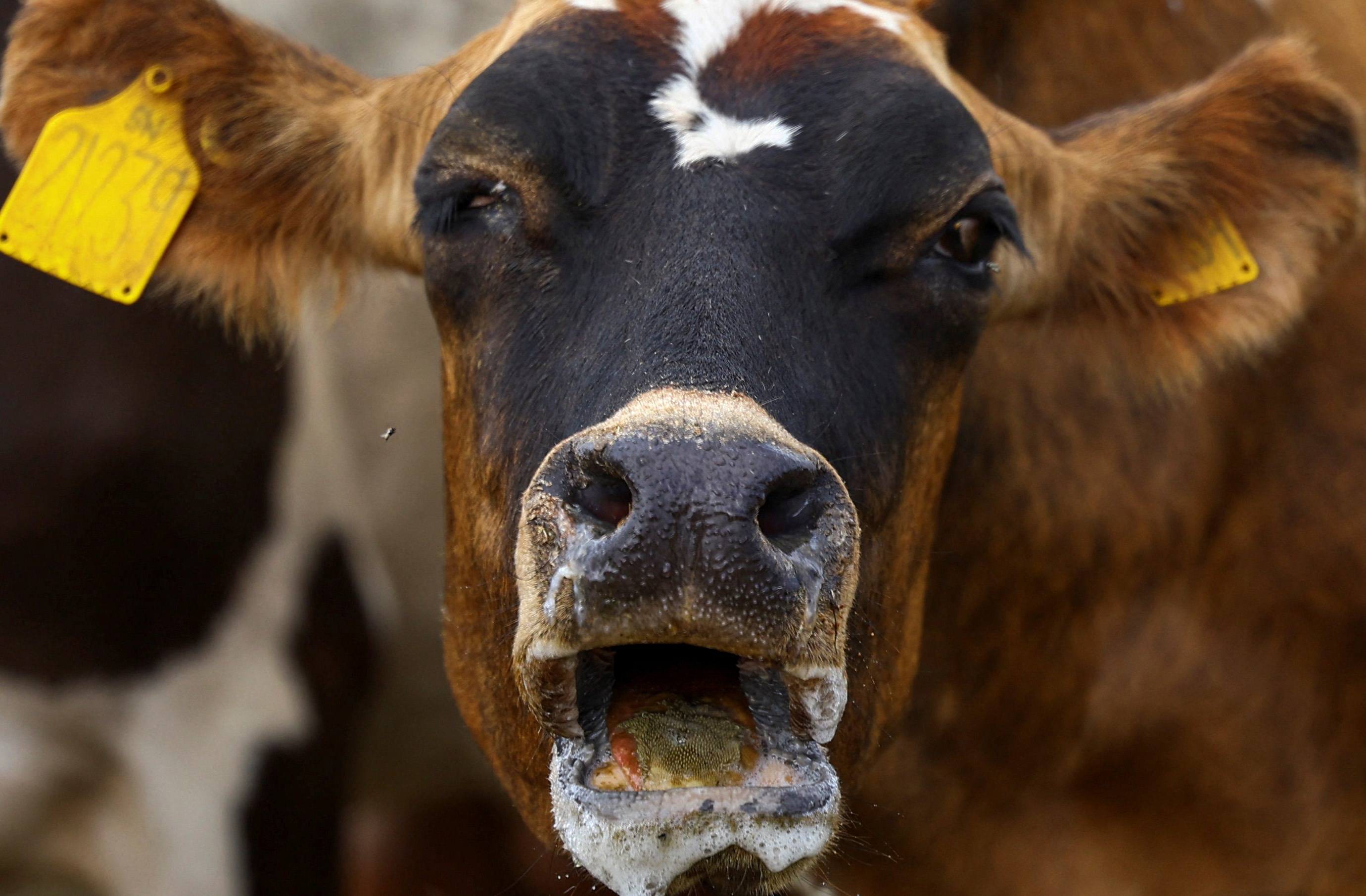 DISEASE OUTBREAK: Foot-and-mouth disease confirmed in Nelson Mandela Bay, but public health MMC disagrees