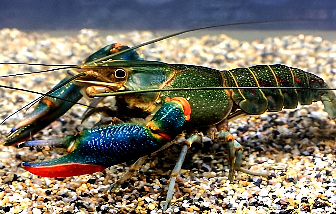Redclaw crayfish, an invasive species from Australia, is threatening the Okavanga Delta. (Photo: Wikimedia Commons)