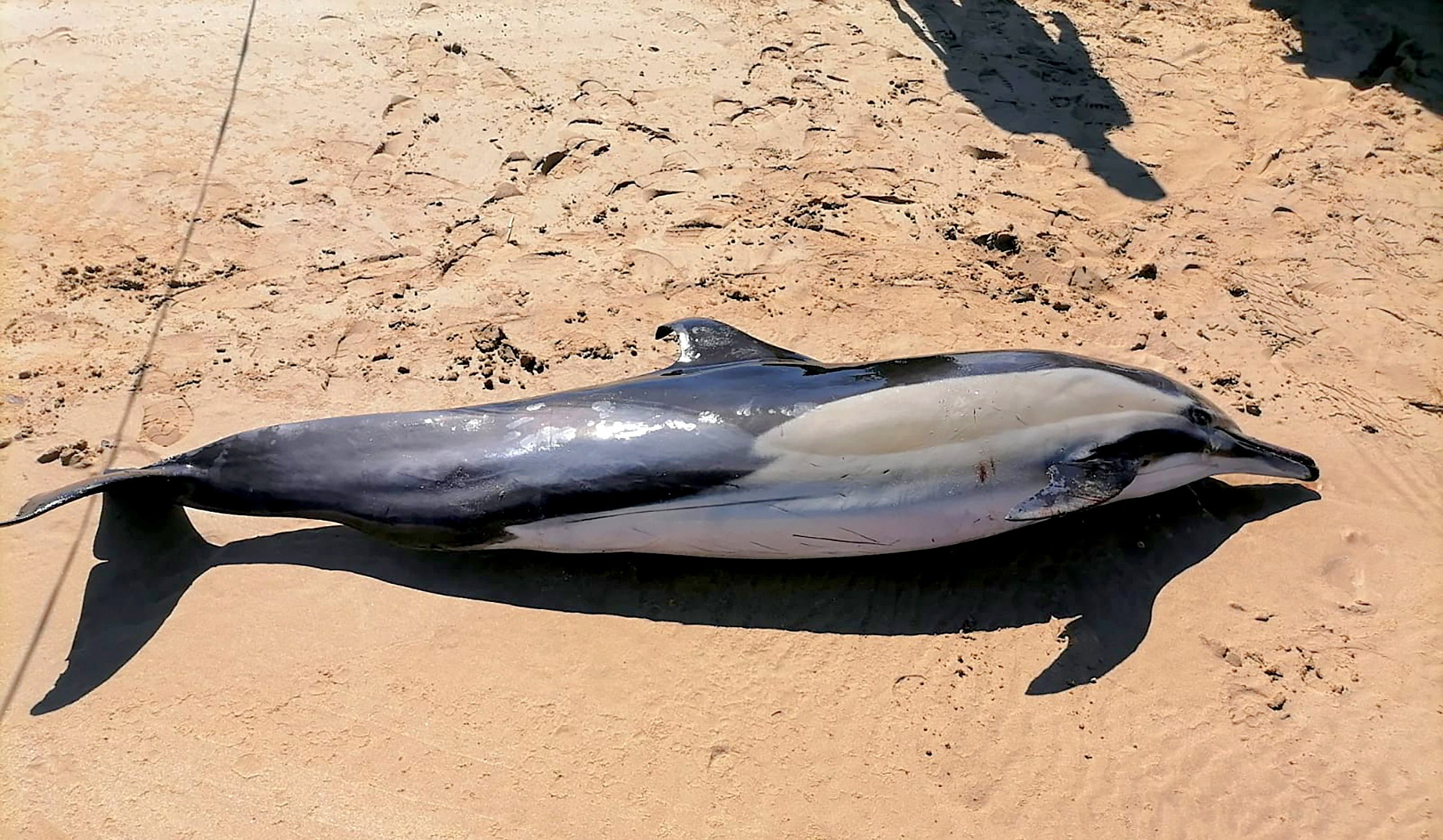Dolphin strandings in Gqeberha spark concern, but experts urge calm