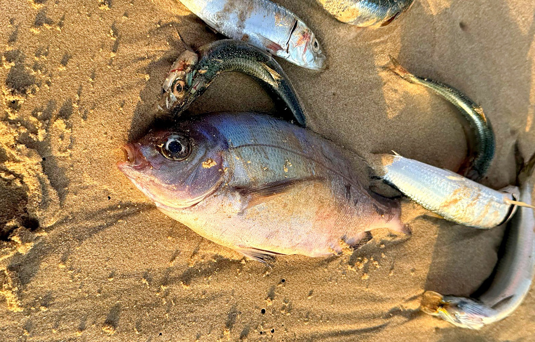 DFFE limits catches to 25% while fish die-off impact uncertain