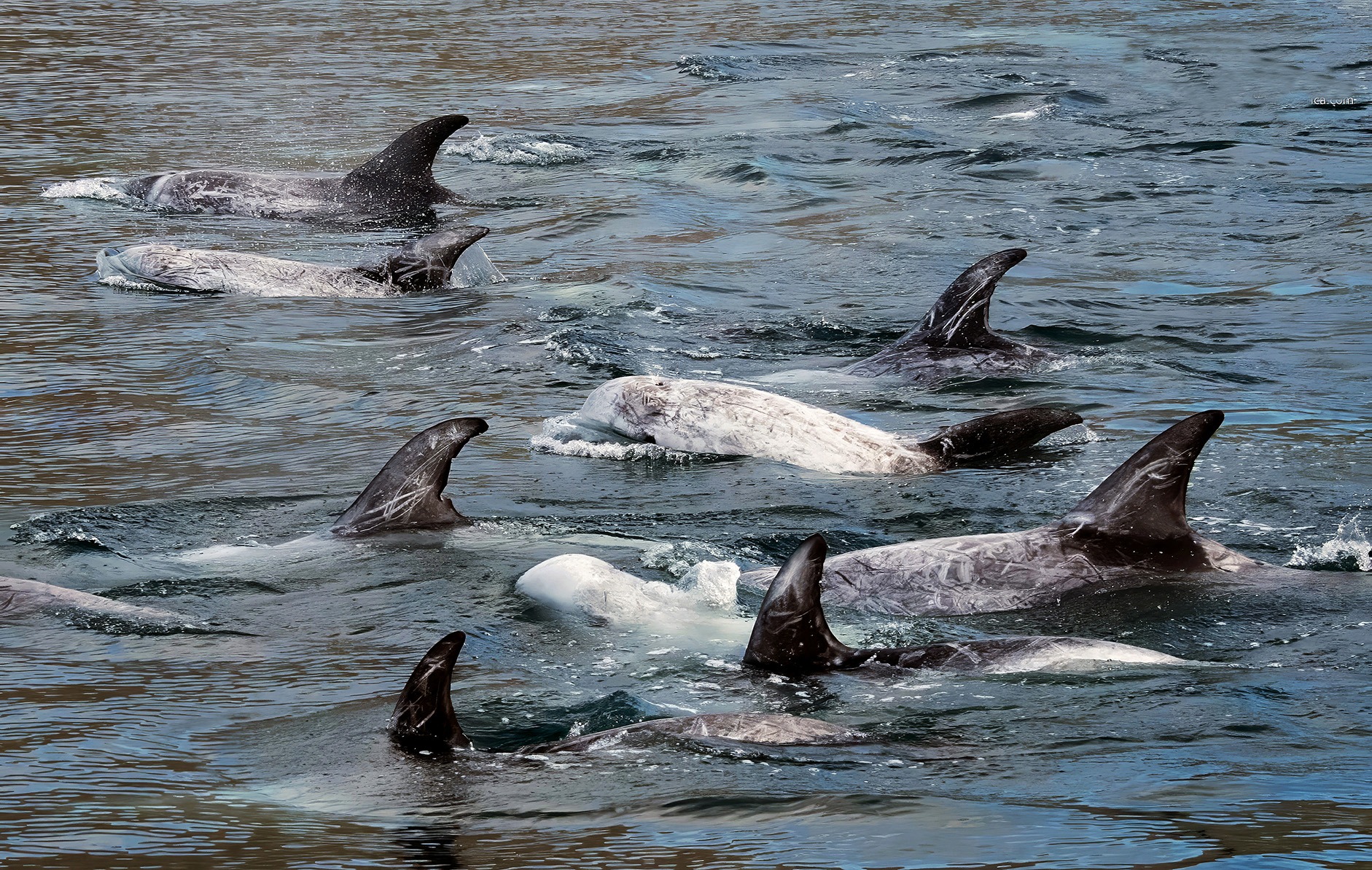 Mist and magic — rare marine pod of Risso’s dolphins spotted in False Bay