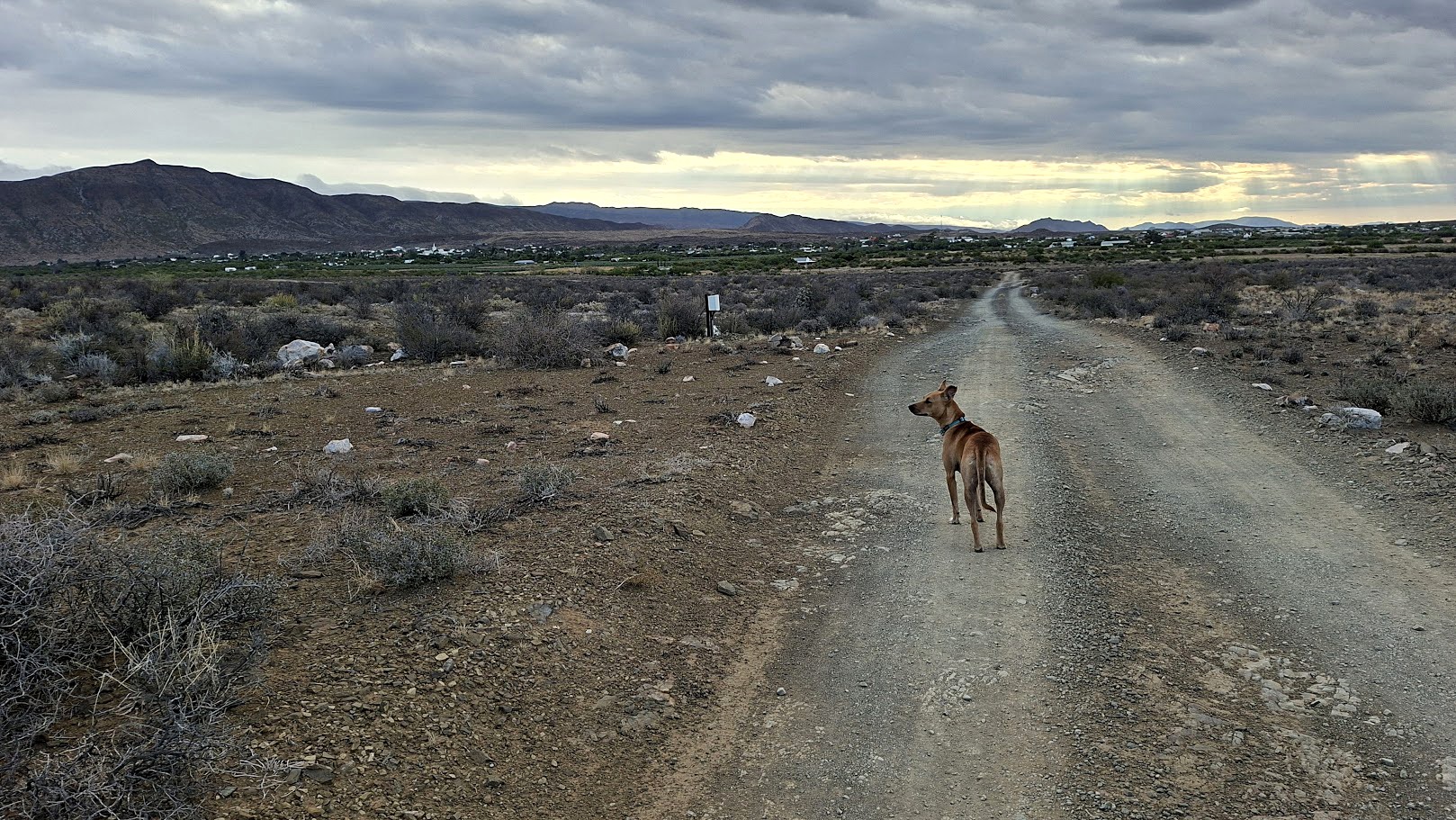 My dog Rosa on the outskirts of Prince Albert in January 2026. (Photo: Steven Robins)