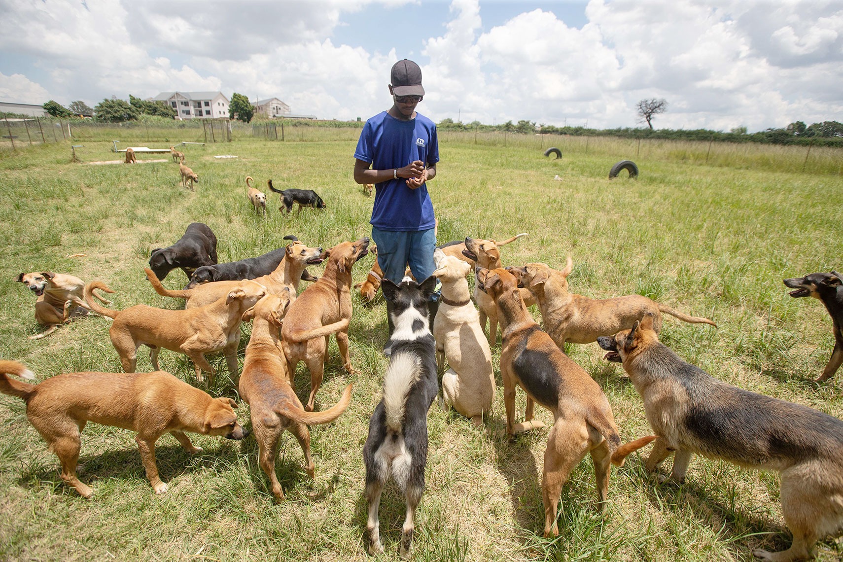 A worker at the Friend Animal Foundation with a pack of dogs, most of them abandoned and mistreated by the owners in Tynwald, Harare. The foundation takes care of abandoned and illegally bred dogs. (Photo: Aaron Ufumeli / SAAJP) 