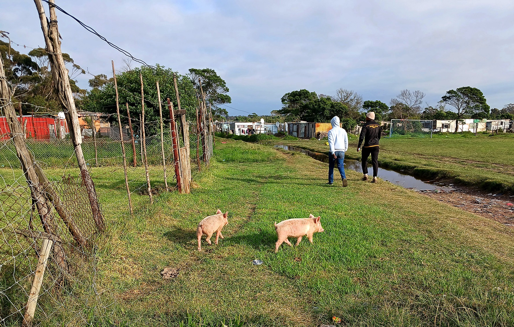 Pigs roam in the Grogro informal settlement following an outbreak of African Swine Fever