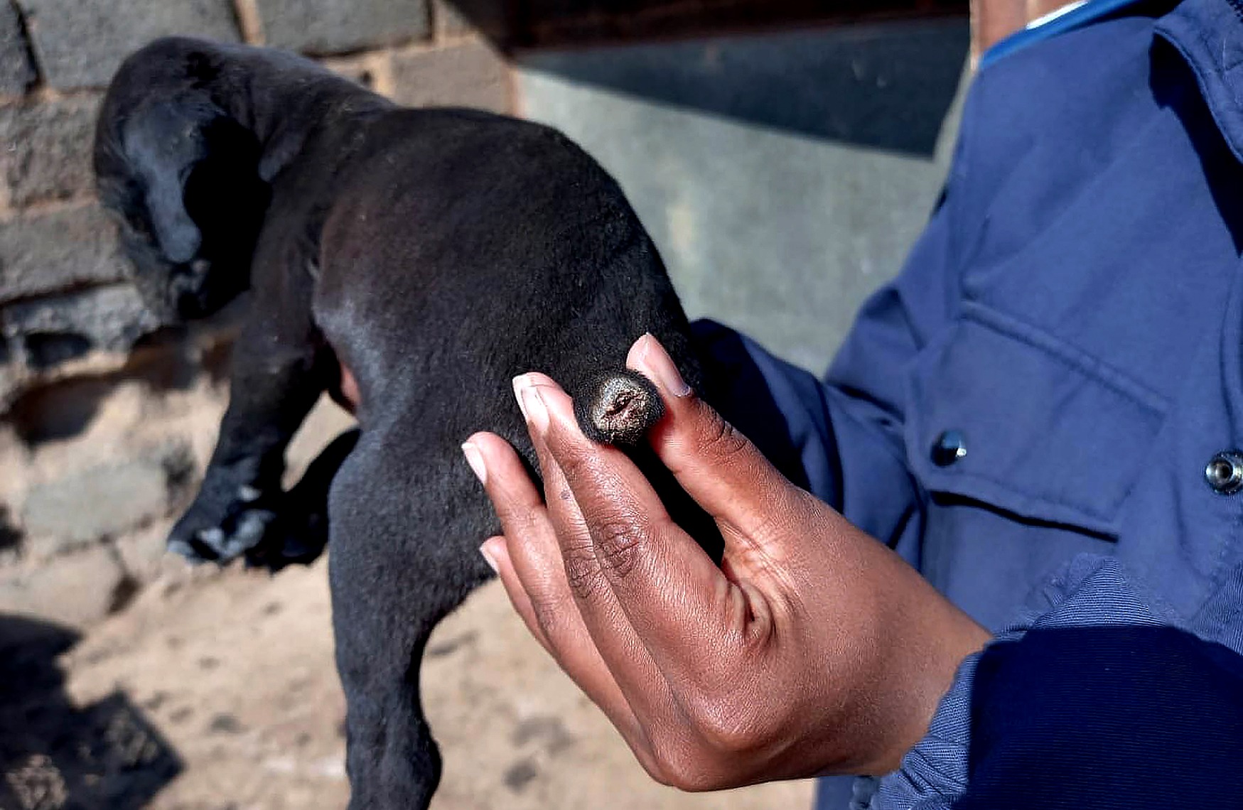 Tail docking is extremely painful. (Photo: NSPCA)