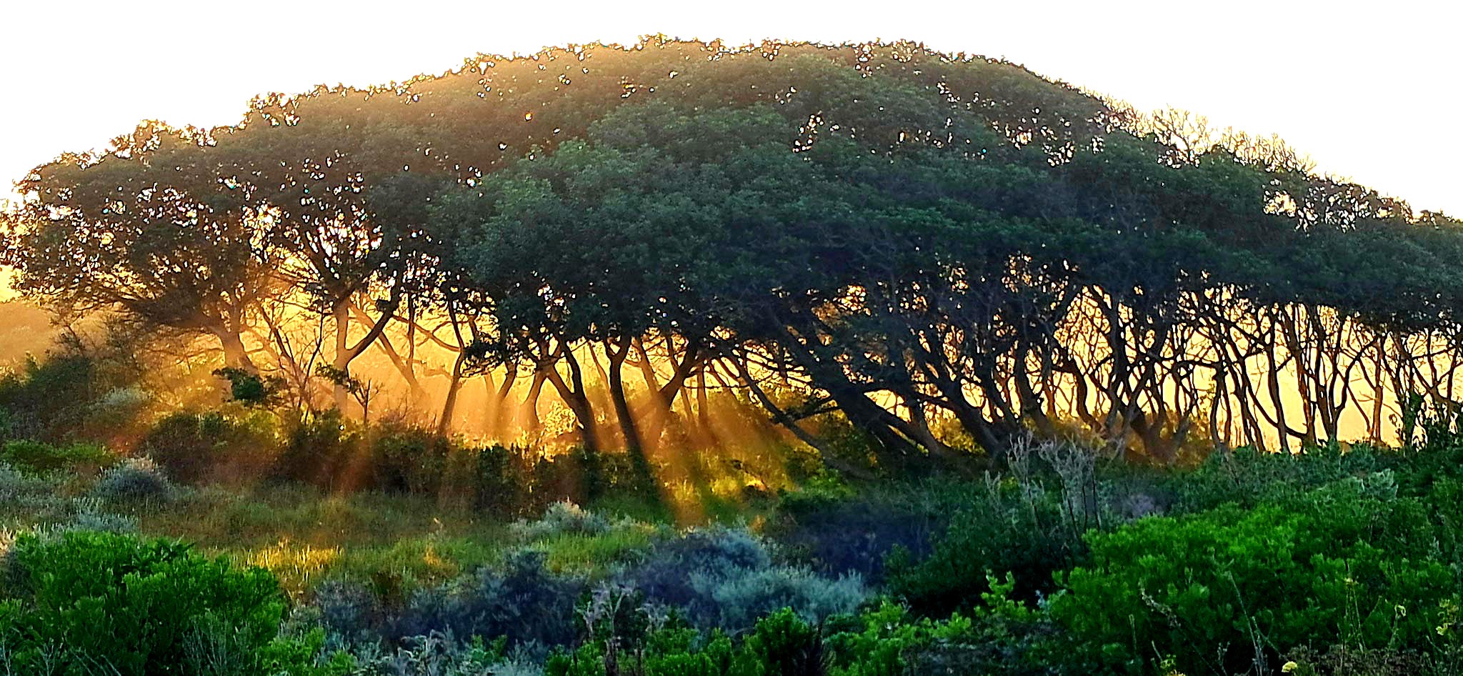Exploring the revolutionary ideas of Thomas Berry, who proposed that the Earth itself has a narrative, advocating for nature’s rights as intrinsic to human existence. (Don-Thomas Berry)