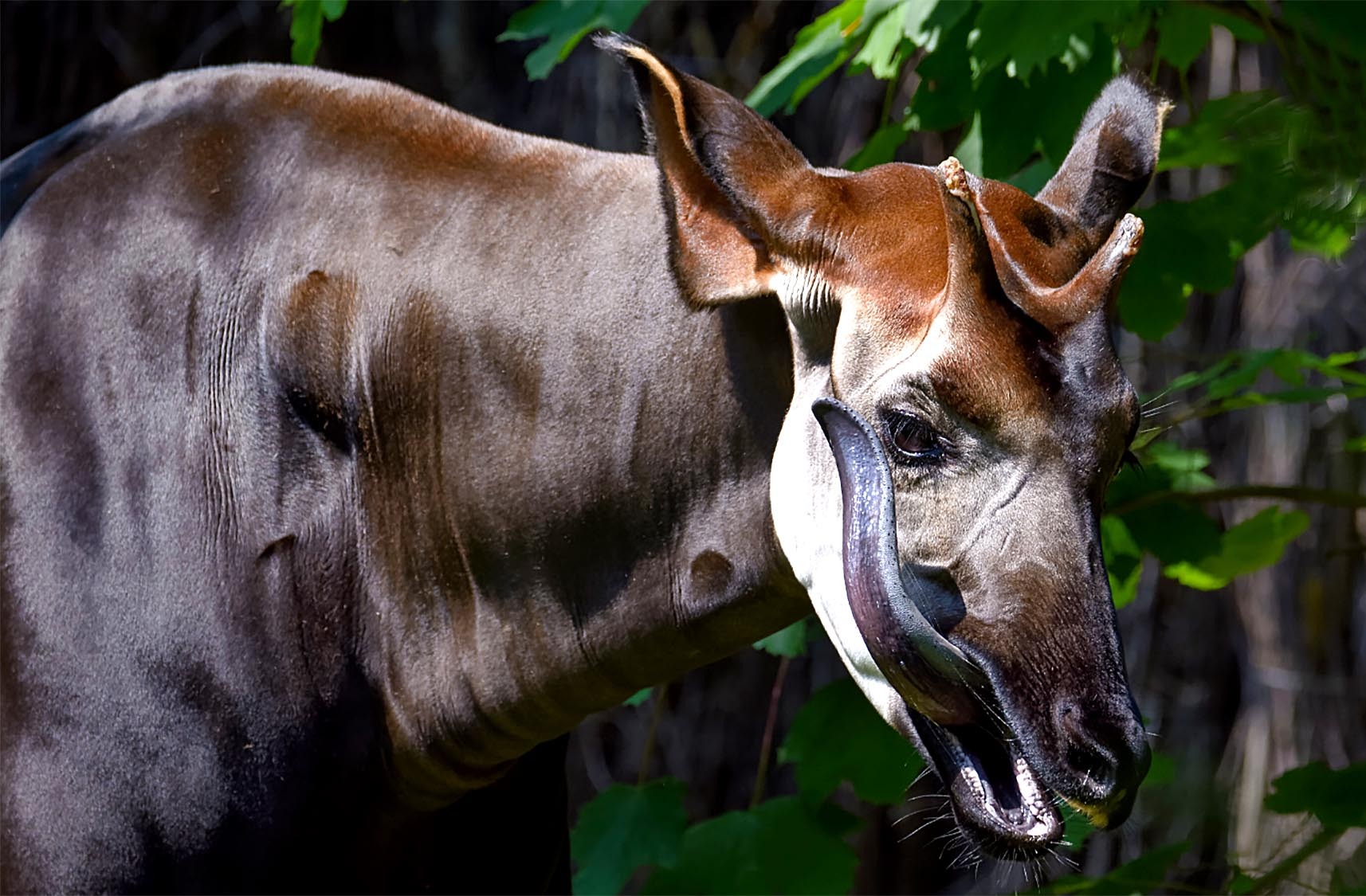 Gorgeous African ‘unicorn’ slipping off the conservation radar