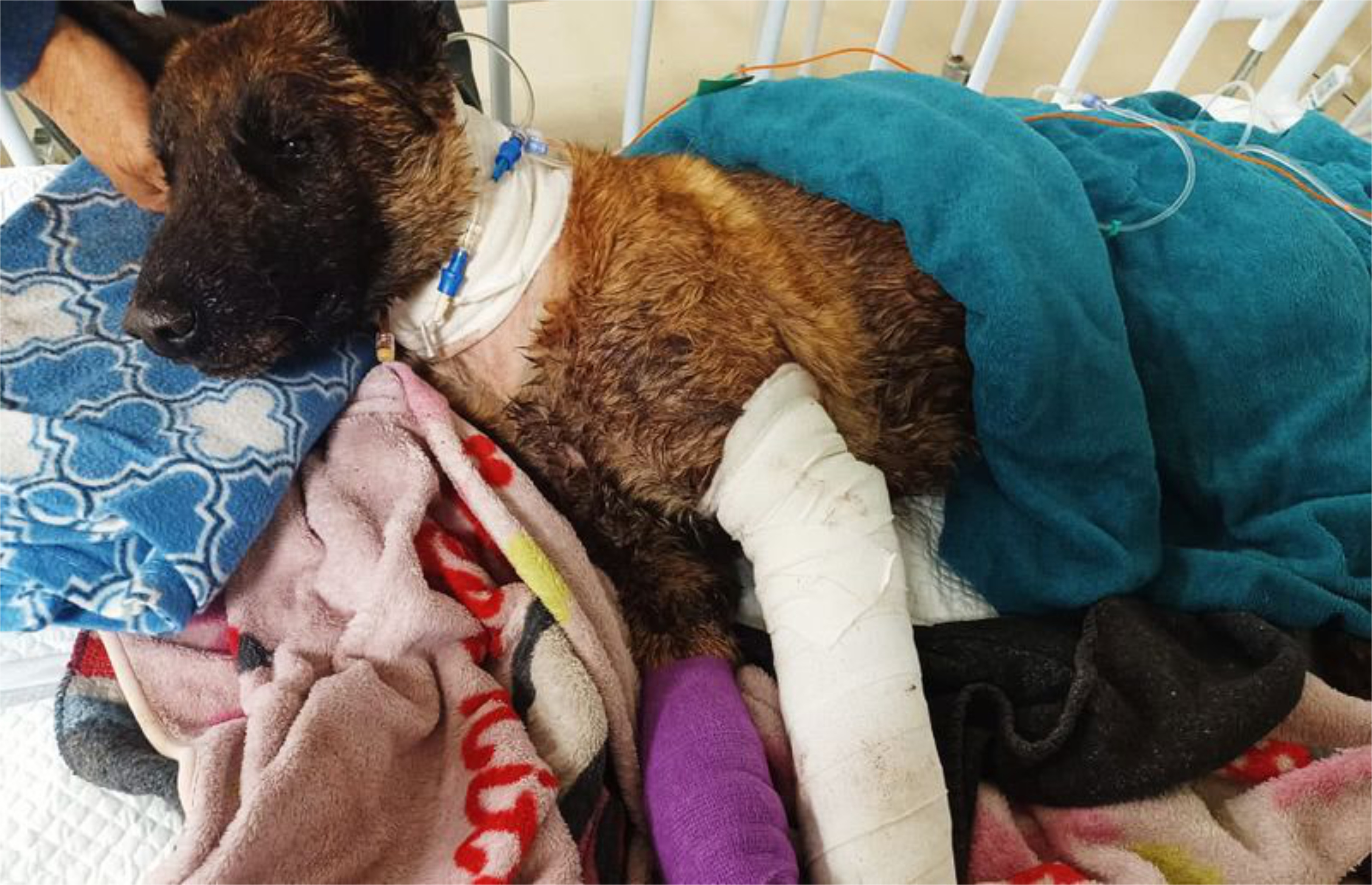 Sky postmortem reveals grim final hours of SAPS arson detection dog