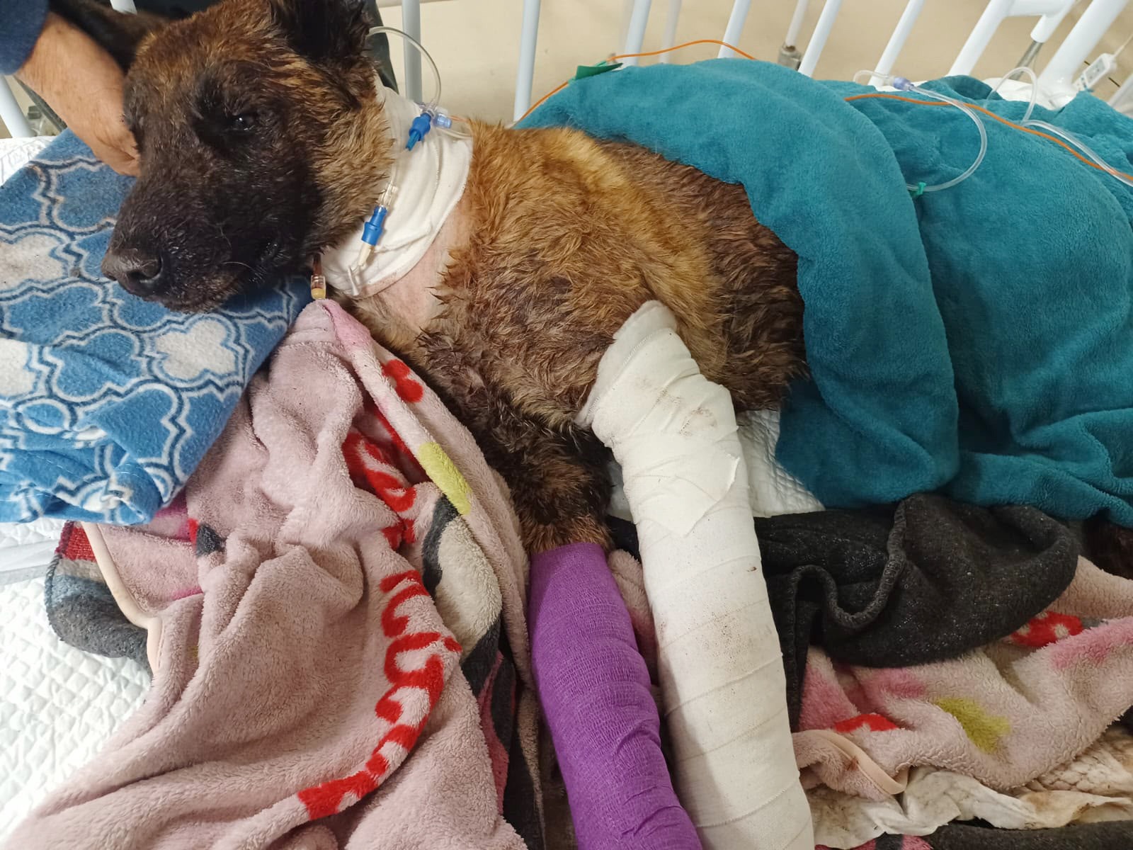 Sky’s agonising final days — police dog’s death triggers scrutiny of SAPS animal care