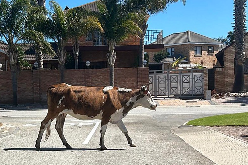 A cow crosses the road in Solomon Street, Summerstrand, Gqeberha.  (Photo: Laura Webb)