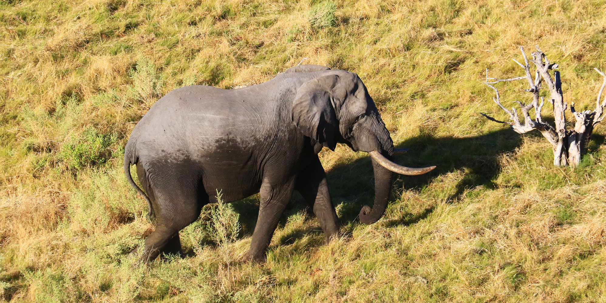 Unsustainable elephant hunting is a growing economic risk for Botswana, says report