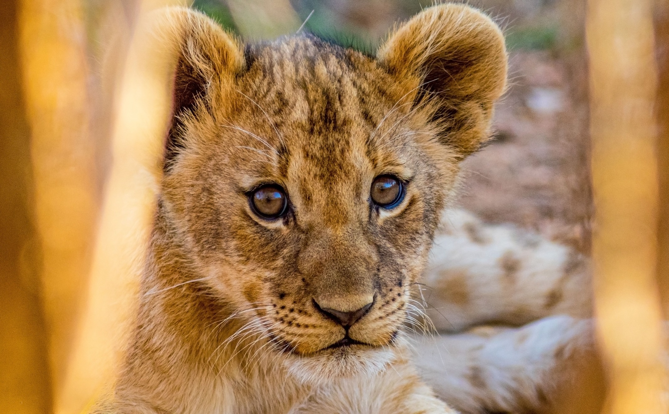 WHAT WE’RE WATCHING: Award-winning documentary witnesses local wildlife experts take on lion cub rescue mission