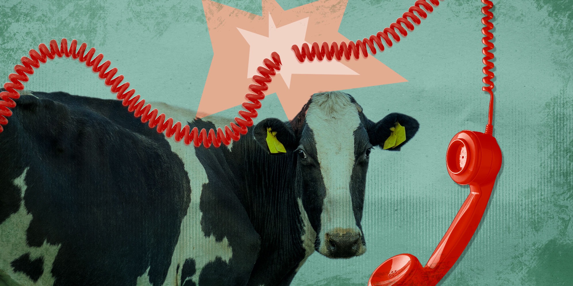 As foot-and-mouth disease spreads, so does the confusion