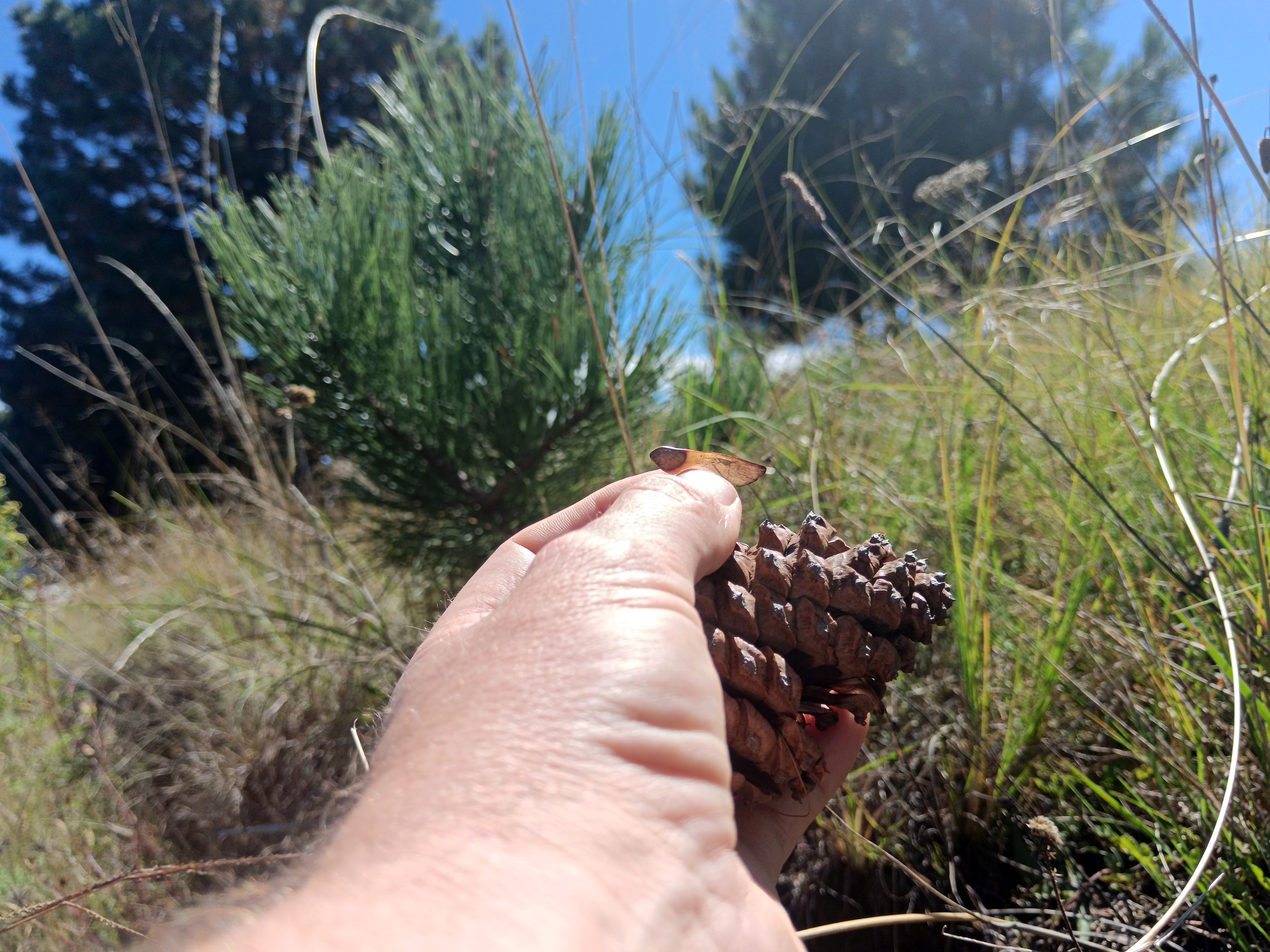 Leonie-pine cone invasion