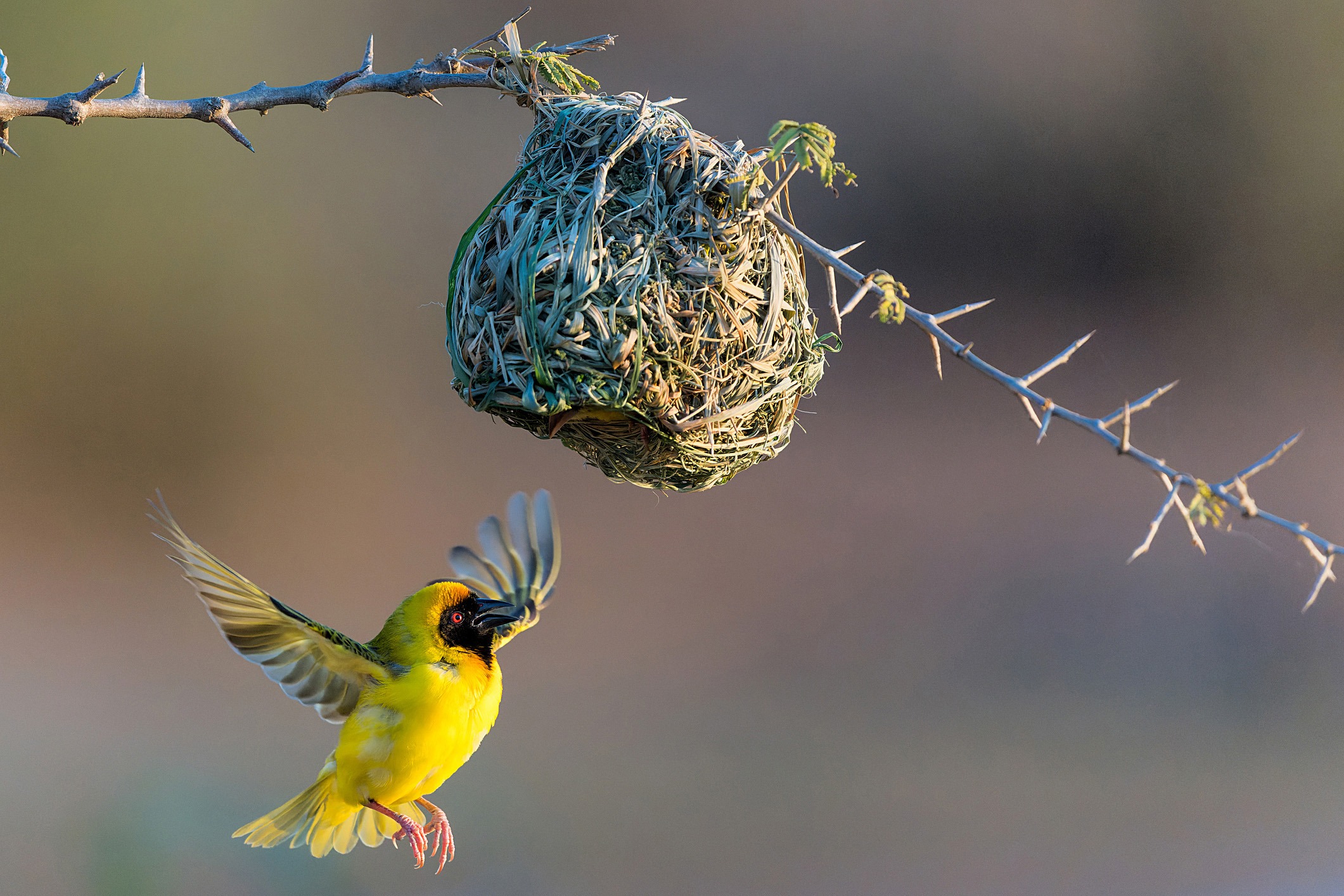 ME-Tiara-HoedspruitWeaver