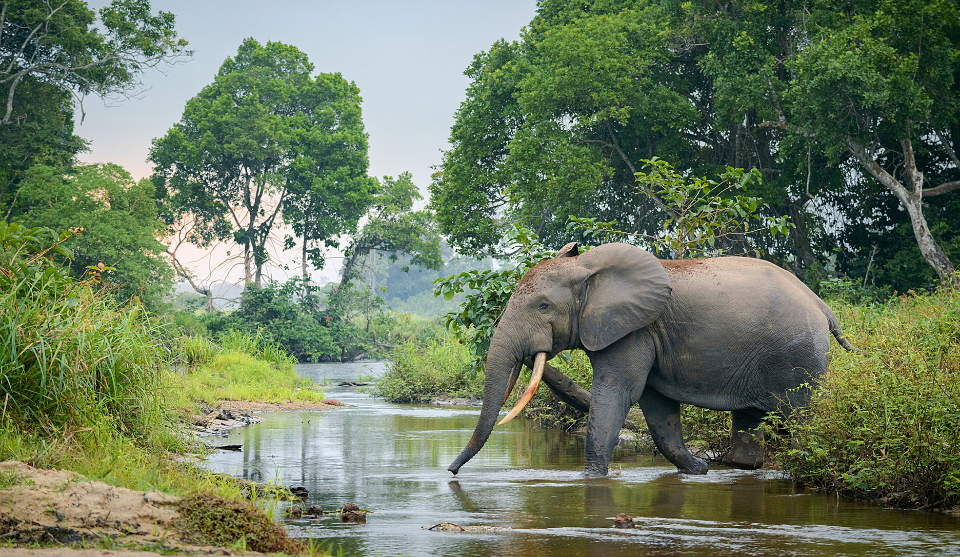 Better data, same emergency — the forest elephant crisis continues
