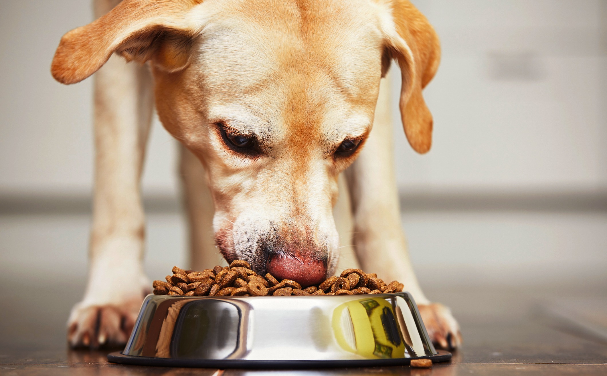 pet food recall