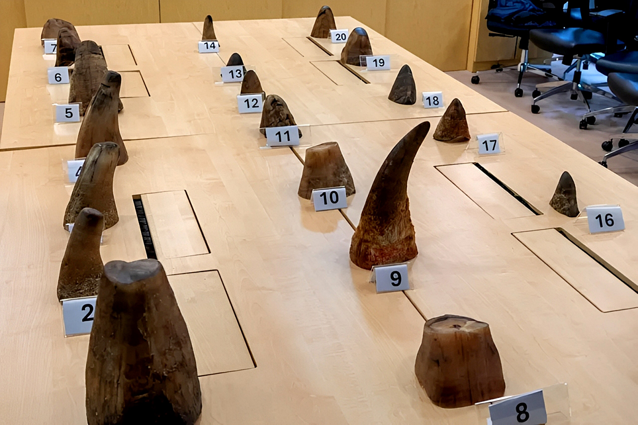 Hawks investigate ‘theft’ of 98 rhino horns