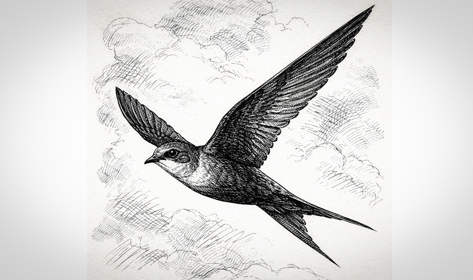 Don-Black Swift