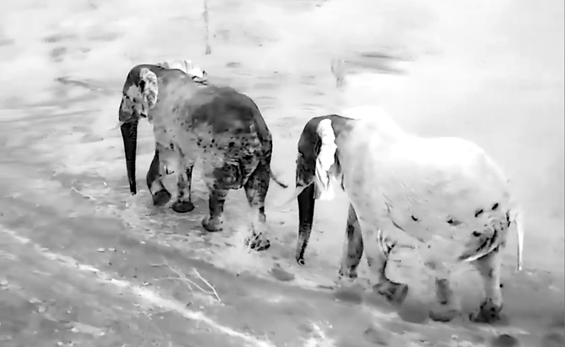 Thermal imaging cameras detect the heat from animals, making it possible for wildlife managers to monitor their movements at  night. In this image, the elephant on the right has just emerged from a wet mud bath, partially masking its heat signature and giving it a ghostly white appearance. (Photo: Carel Verhoef)