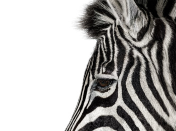 Investec