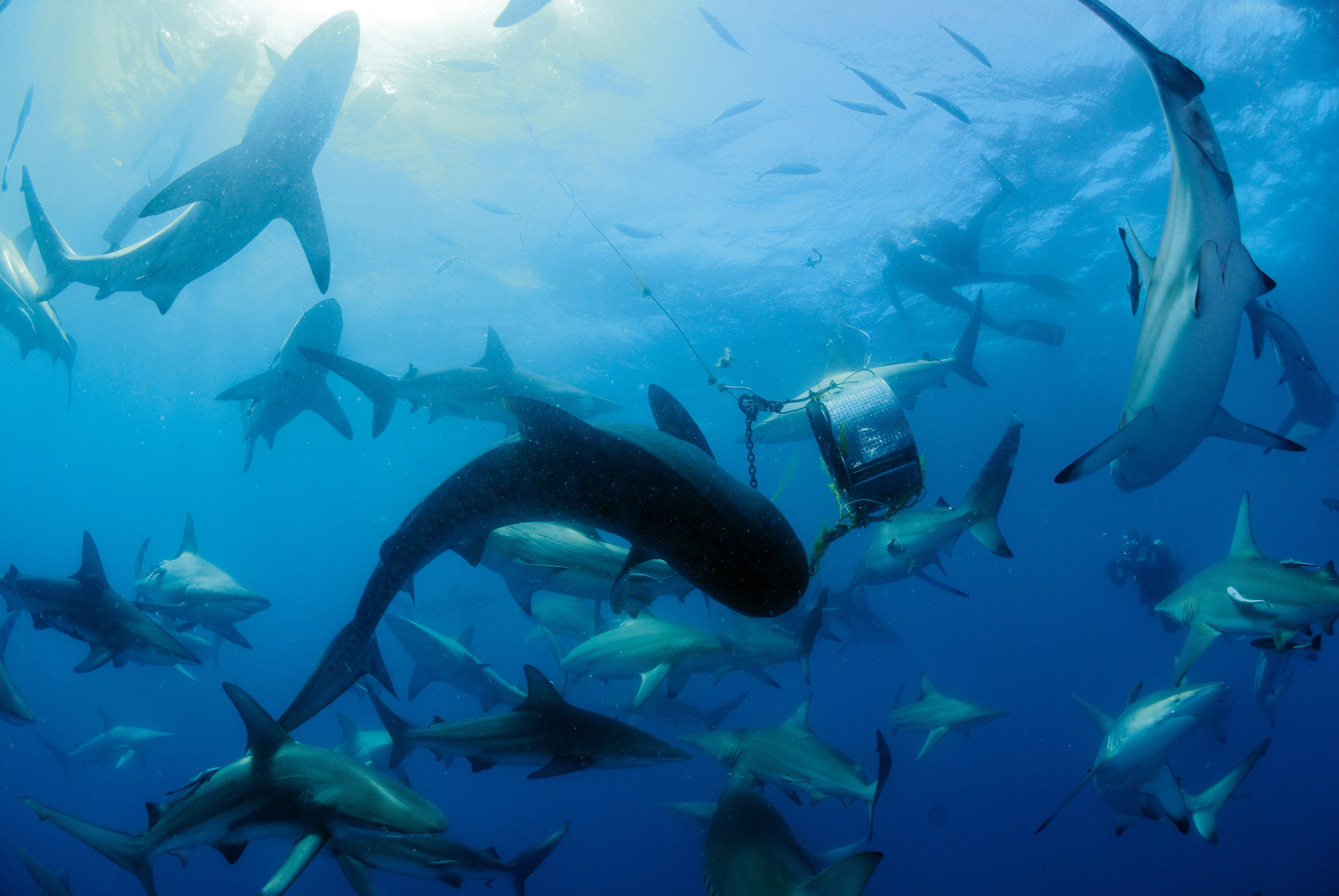 Eco-friendly magnetic shark barrier developed in South Africa could be boost for tourism and jobs