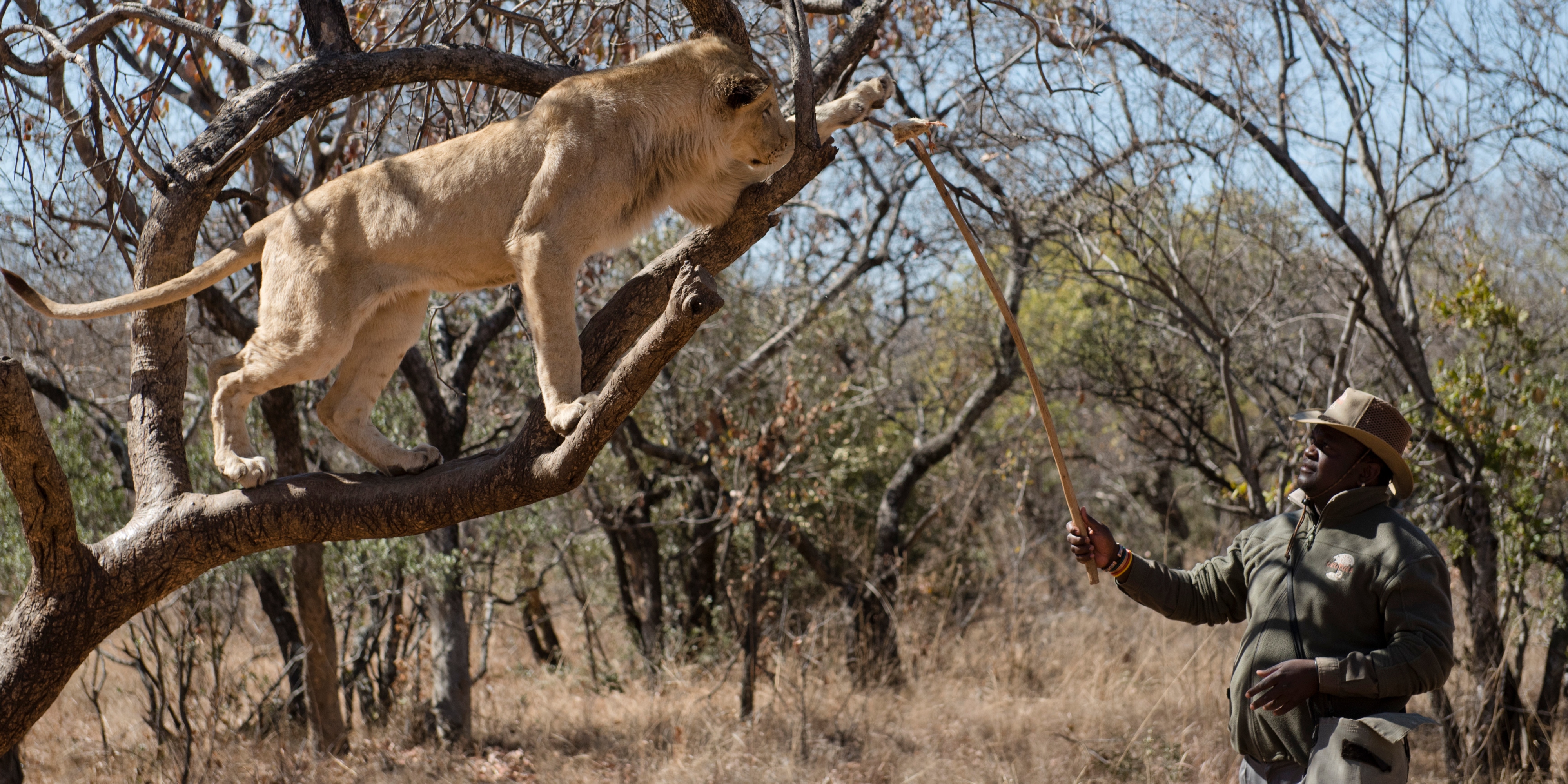 To Peter Flack: hunting plays no role in conservation