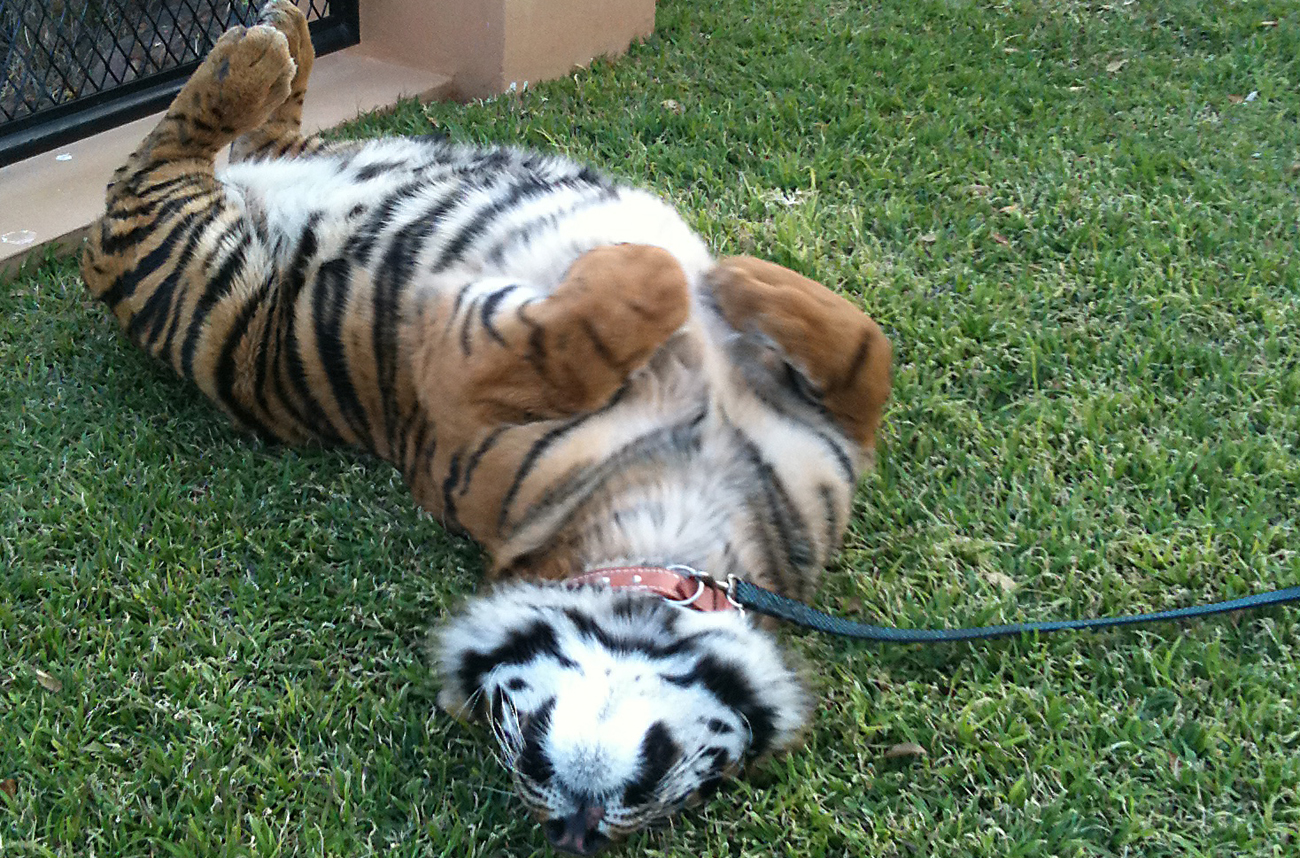 Chasing the tiger: Panjo and I