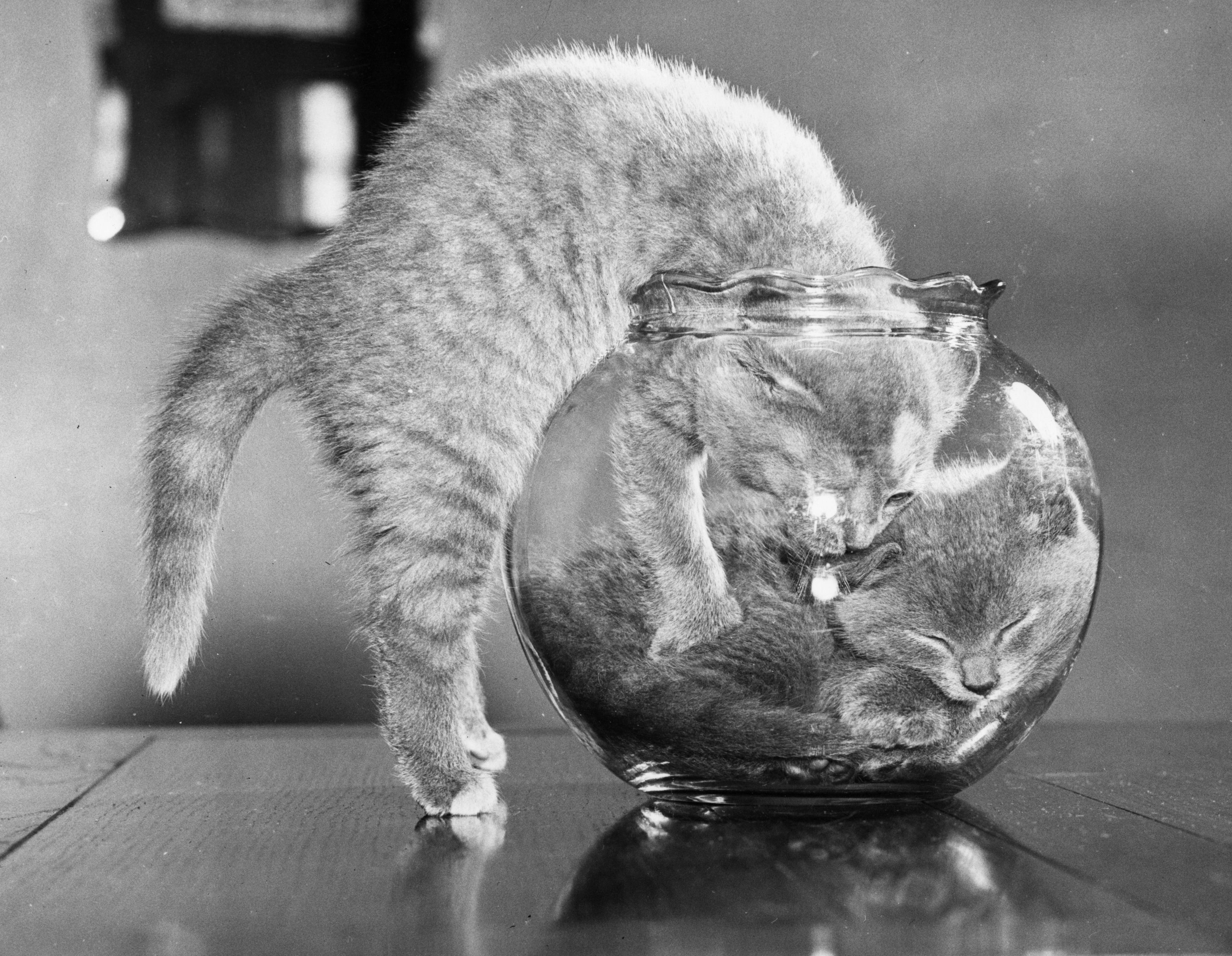 We will always have cats!