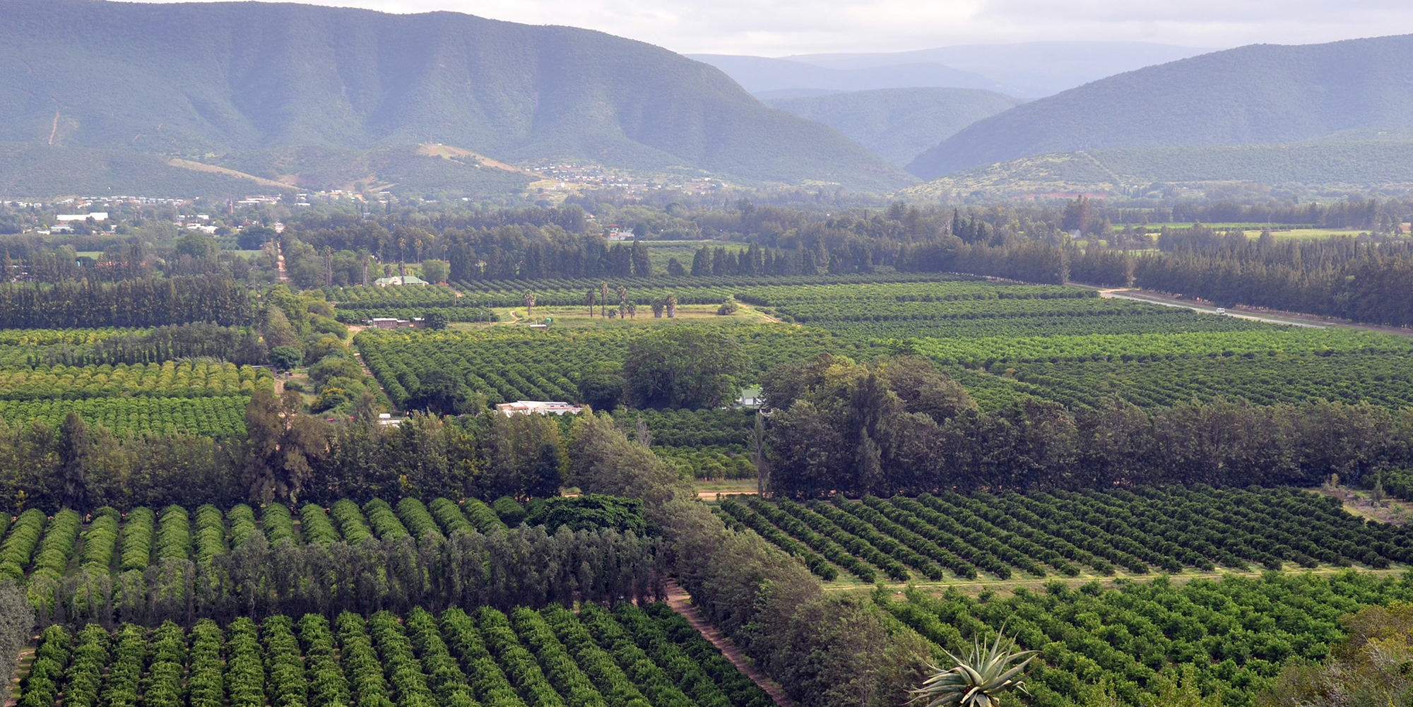 Growth coalitions that work? We need to talk about citrus