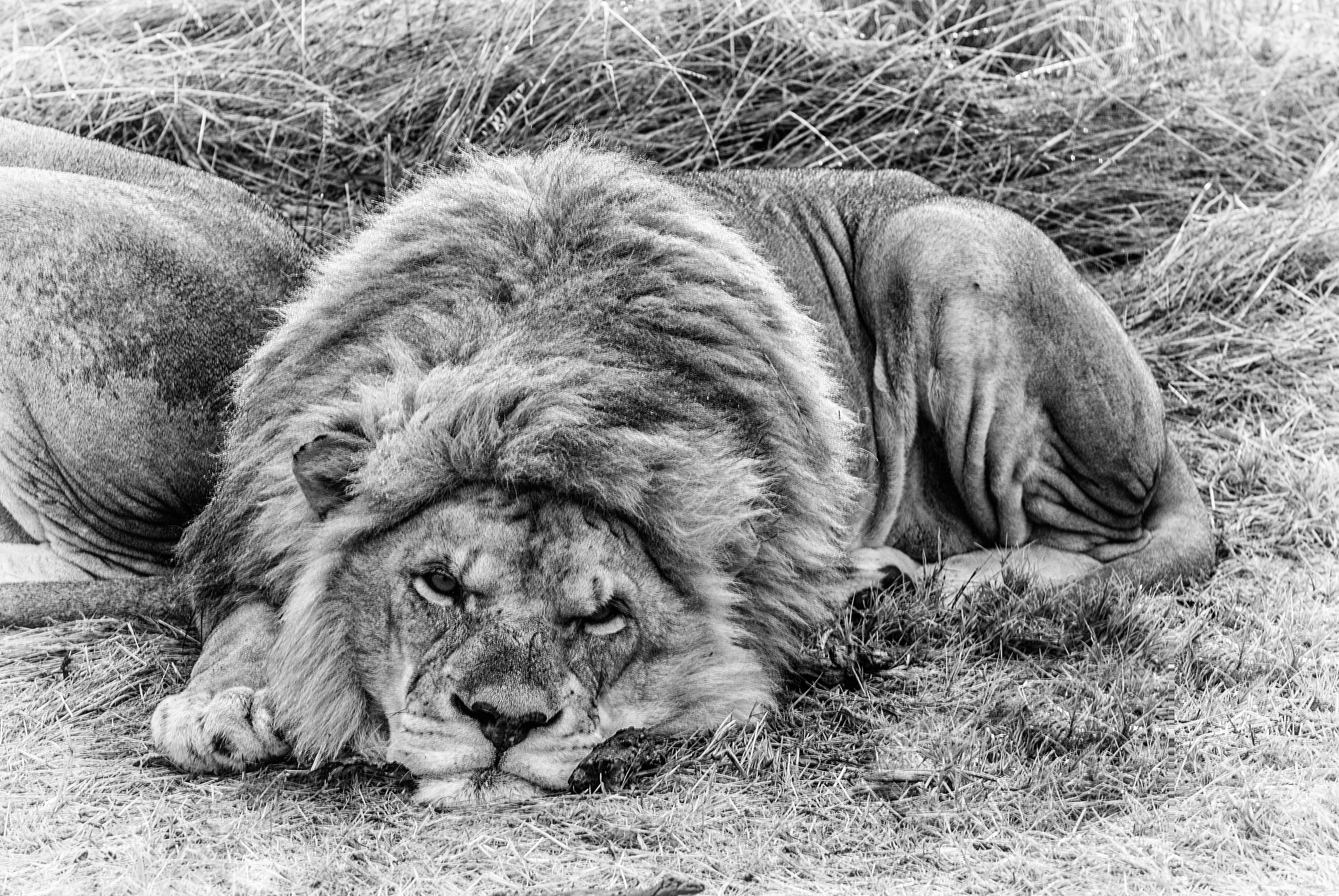 South Africa’s wildlife shake-up: Now’s the time for opponents to bury the hatchet