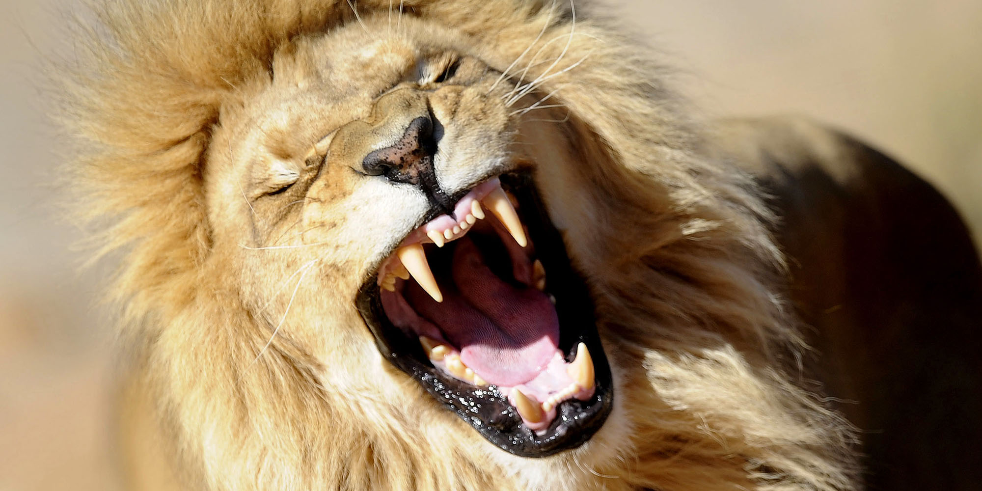 Conservation’s Mariana Trench: Report on wildlife trade a seminal moment in South Africa’s history