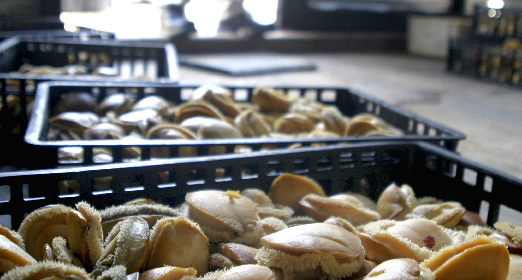 The abalone connection: The ties that bind poaching and smuggling with the SA crystal meth industry