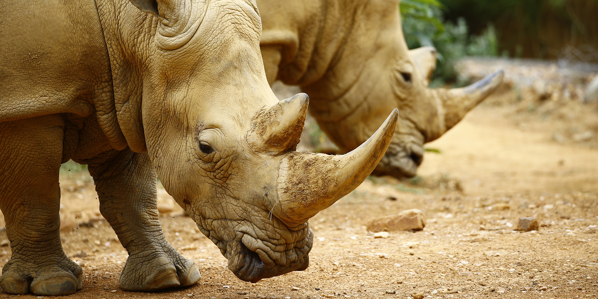 Rhino poachers are back after South Africa eases lockdown restrictions