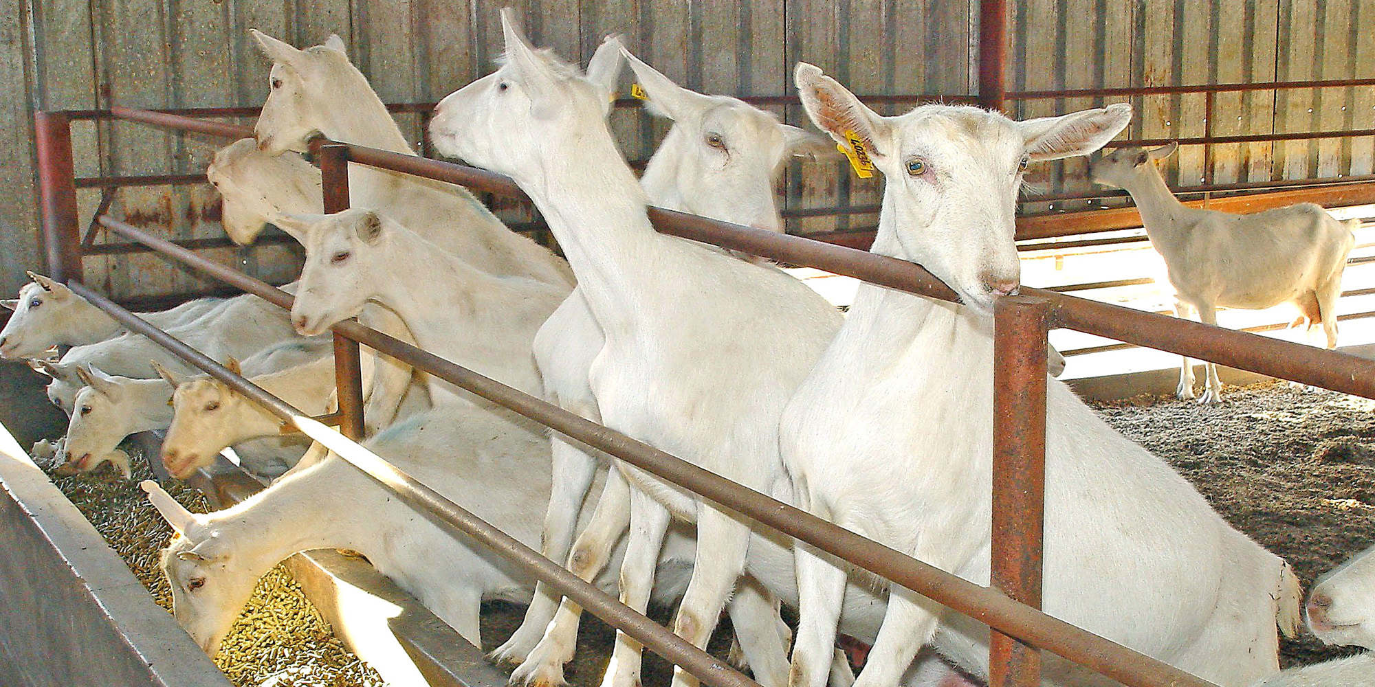 No sign of promised state funding for KZN farmers really gets their goat