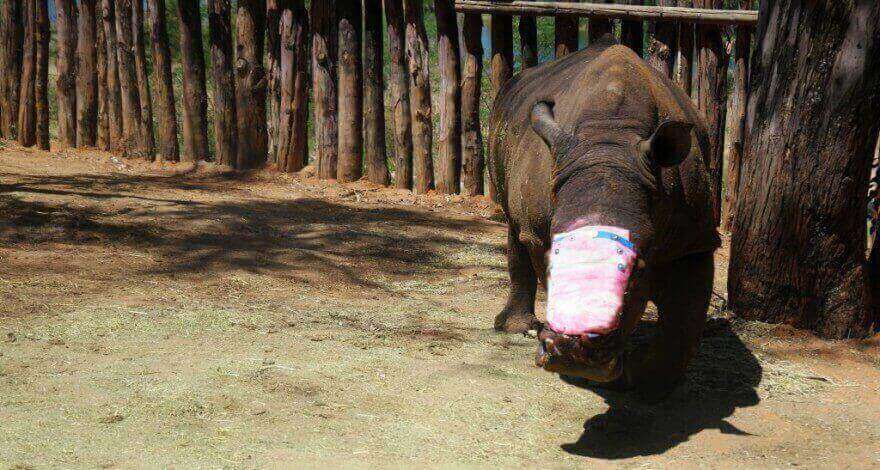 The future of rhinos: The tale of Seha, a journey of survival