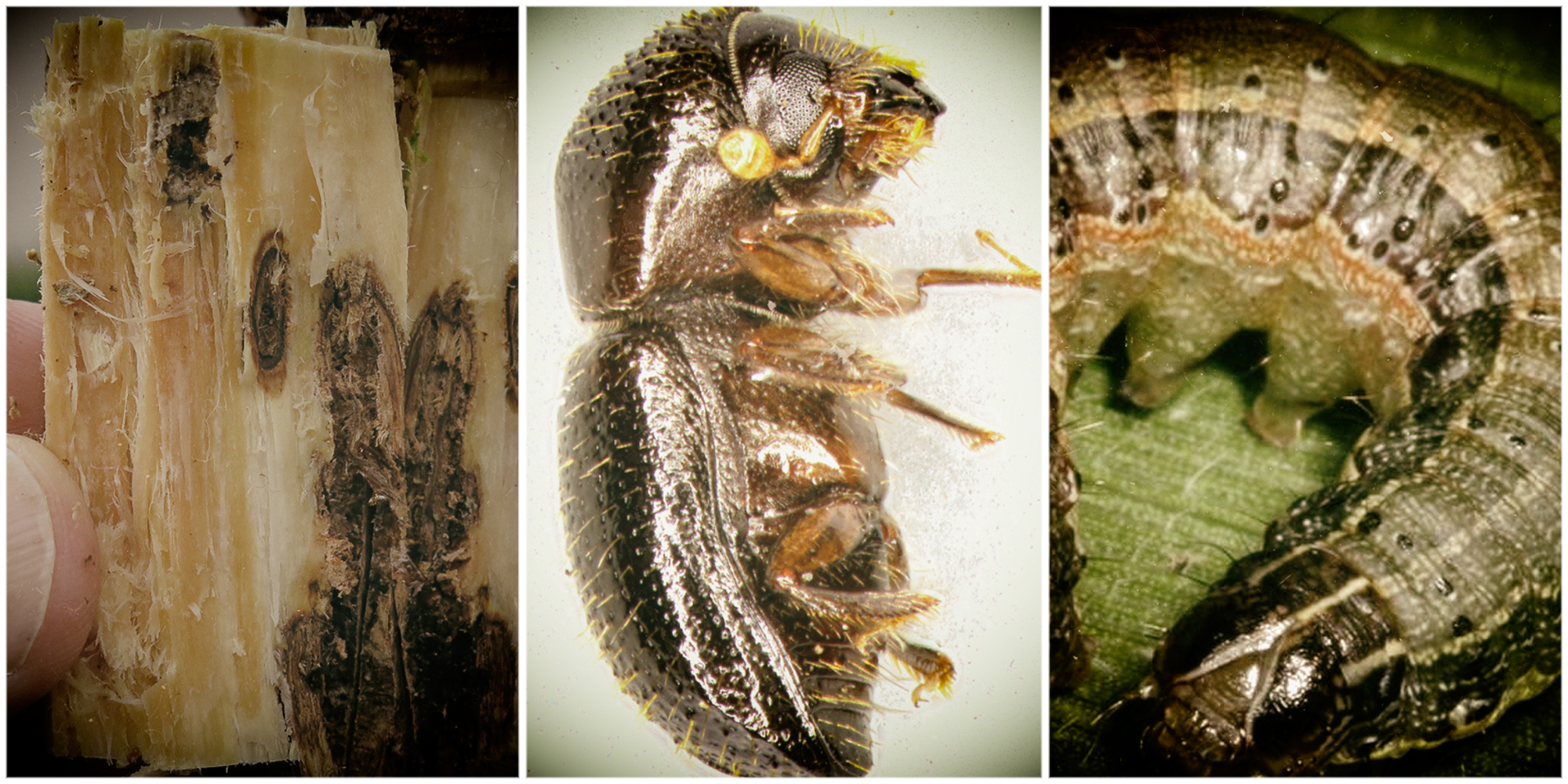 Alien invaders: The hidden threat to South Africa’s food, water and wild places