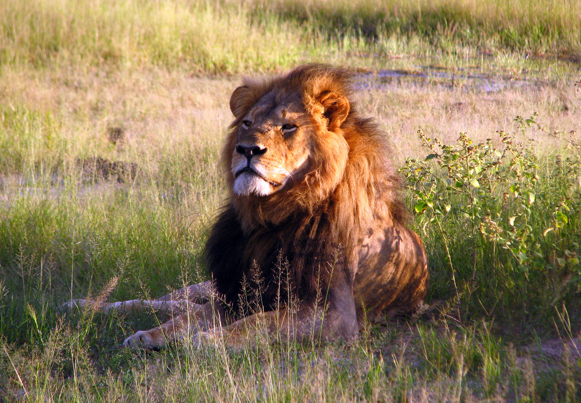 Africans don’t cry for lions: The victims of human-wildlife conflict are more worthy of tears