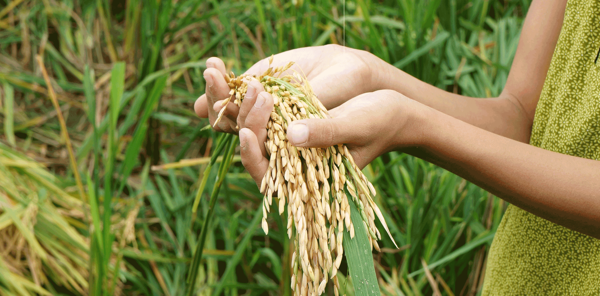 UP expert on what you need to know about food-borne risks