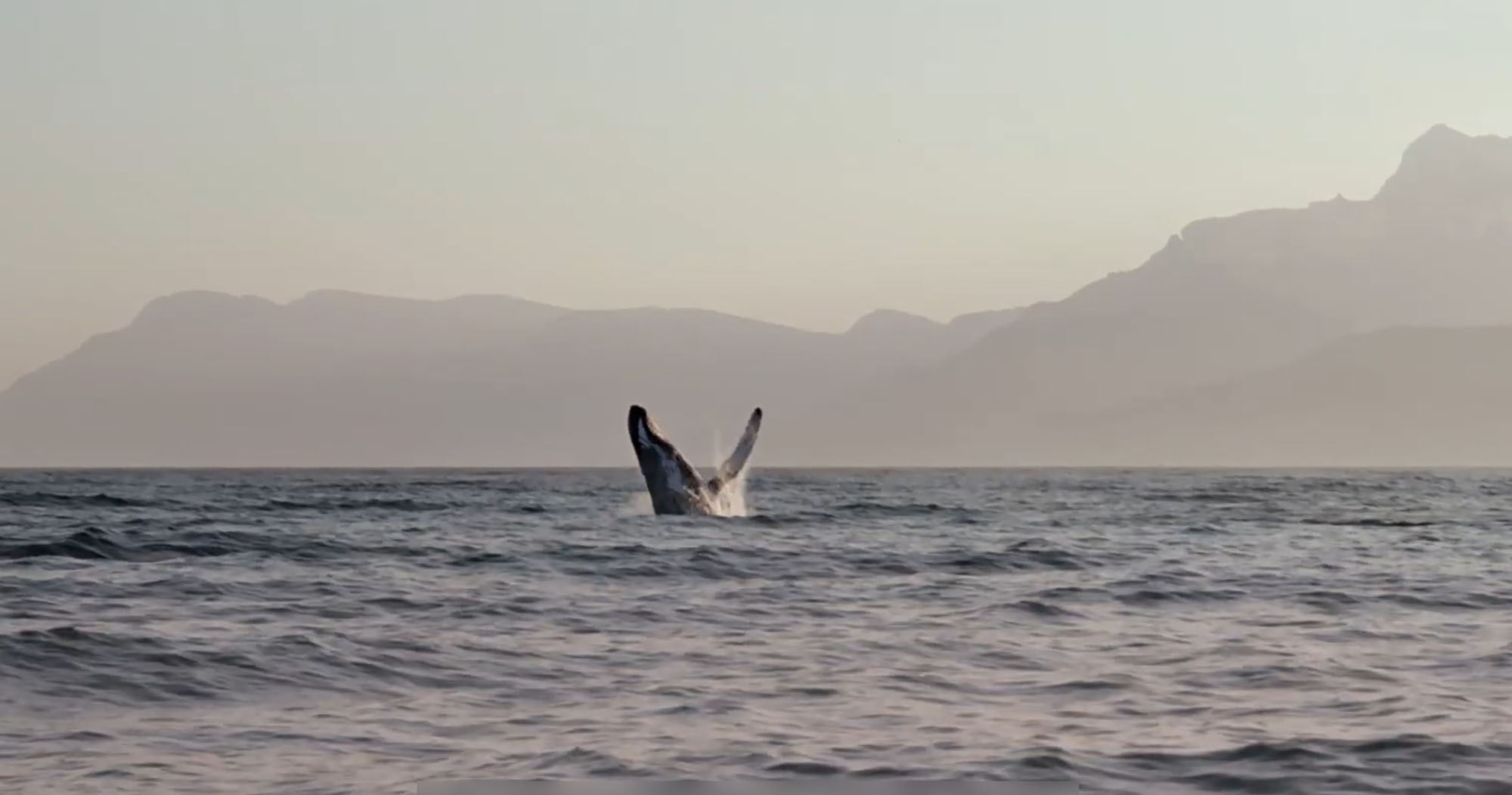 British aircraft carrier base threatens endangered whales