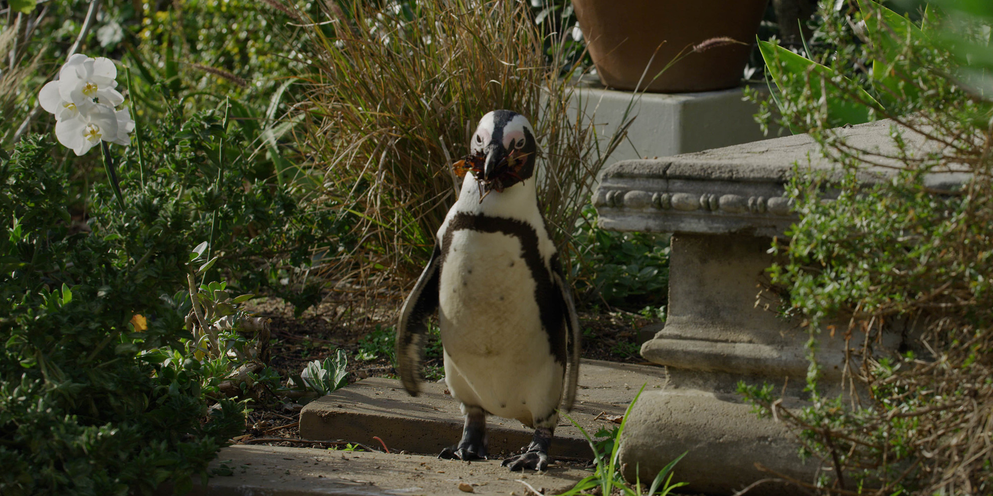 Penguin Town: A new way of telling sad stories could break conservation compassion fatigue