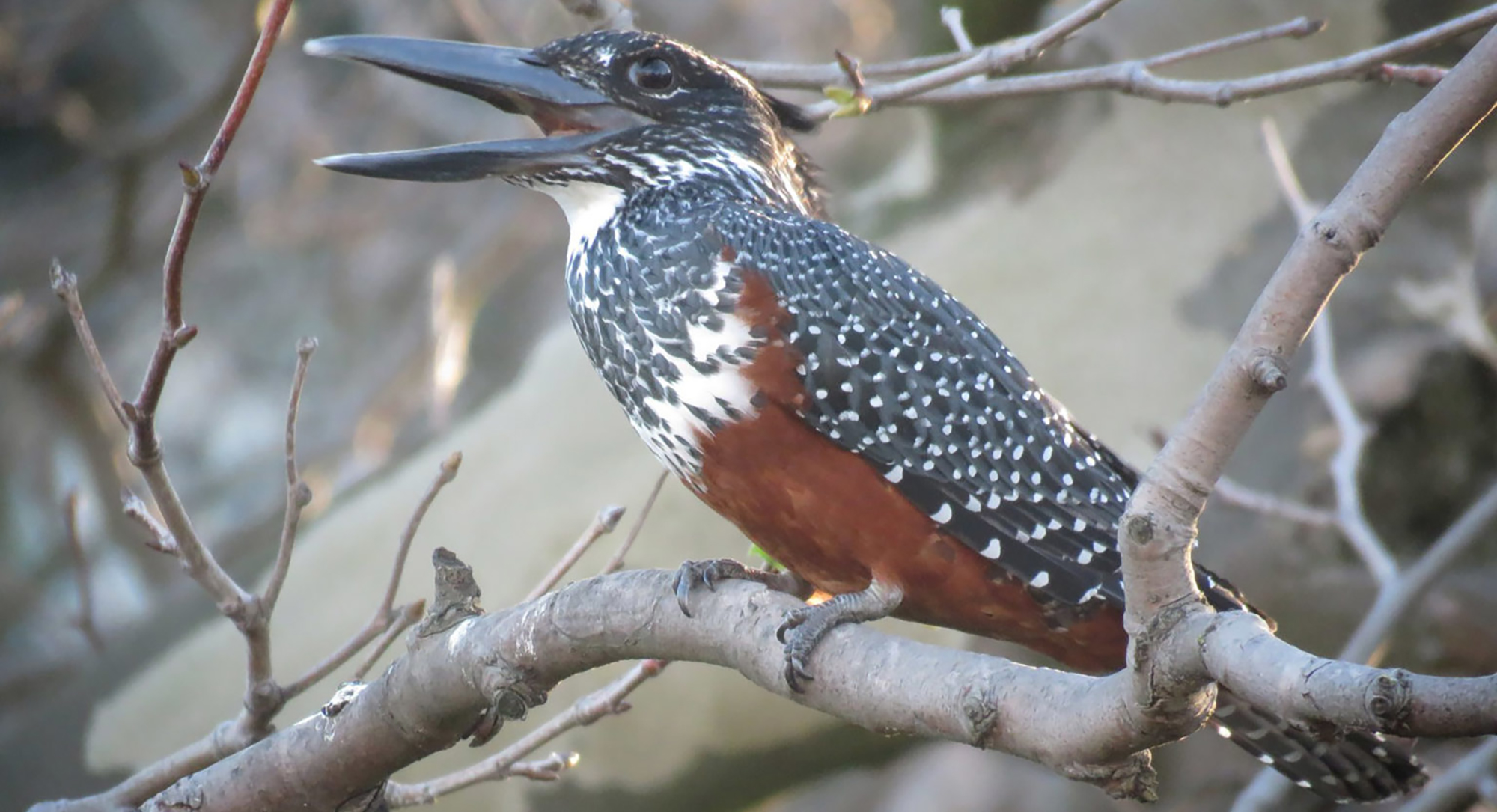Cape Town River Club: It’s best to trust the experts on the development's impact on kingfishers and biodiversity