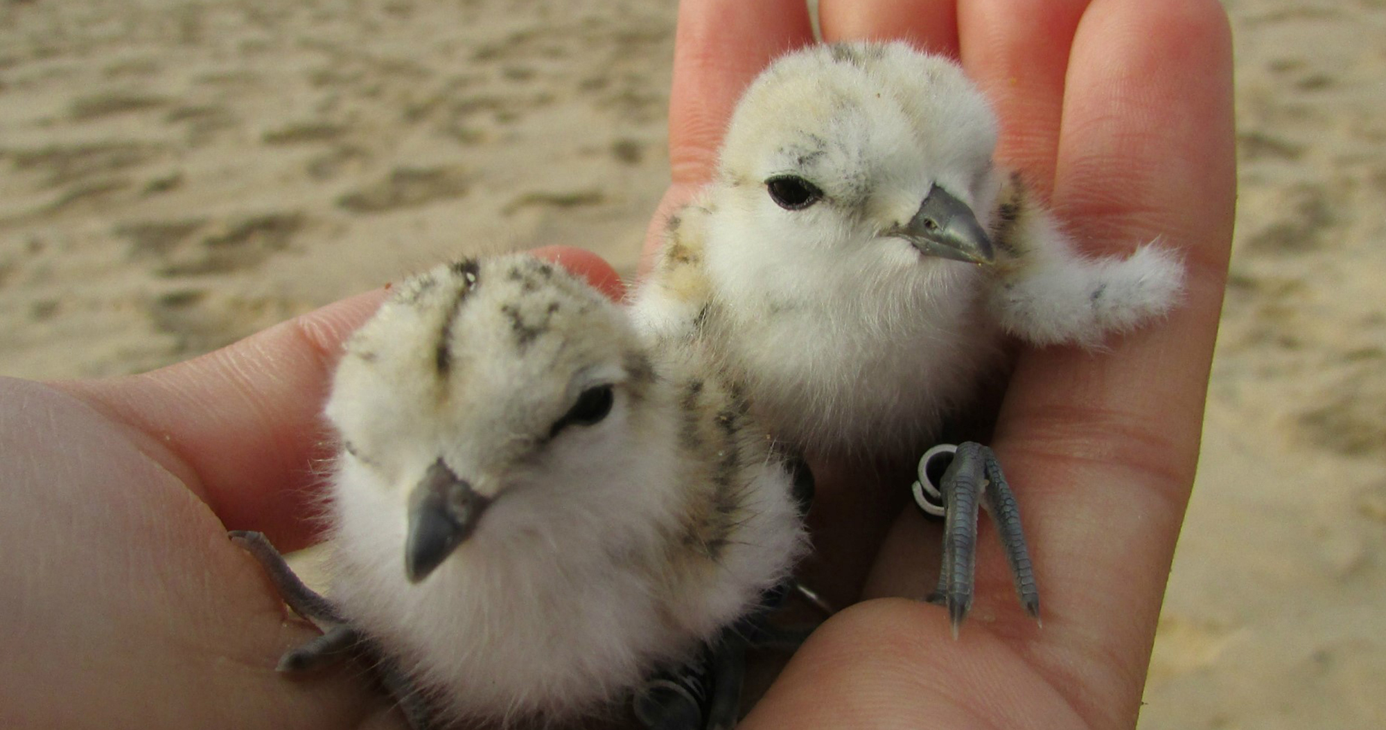 Watch where you walk — and other ways to shore up a little help for the vanishing plover