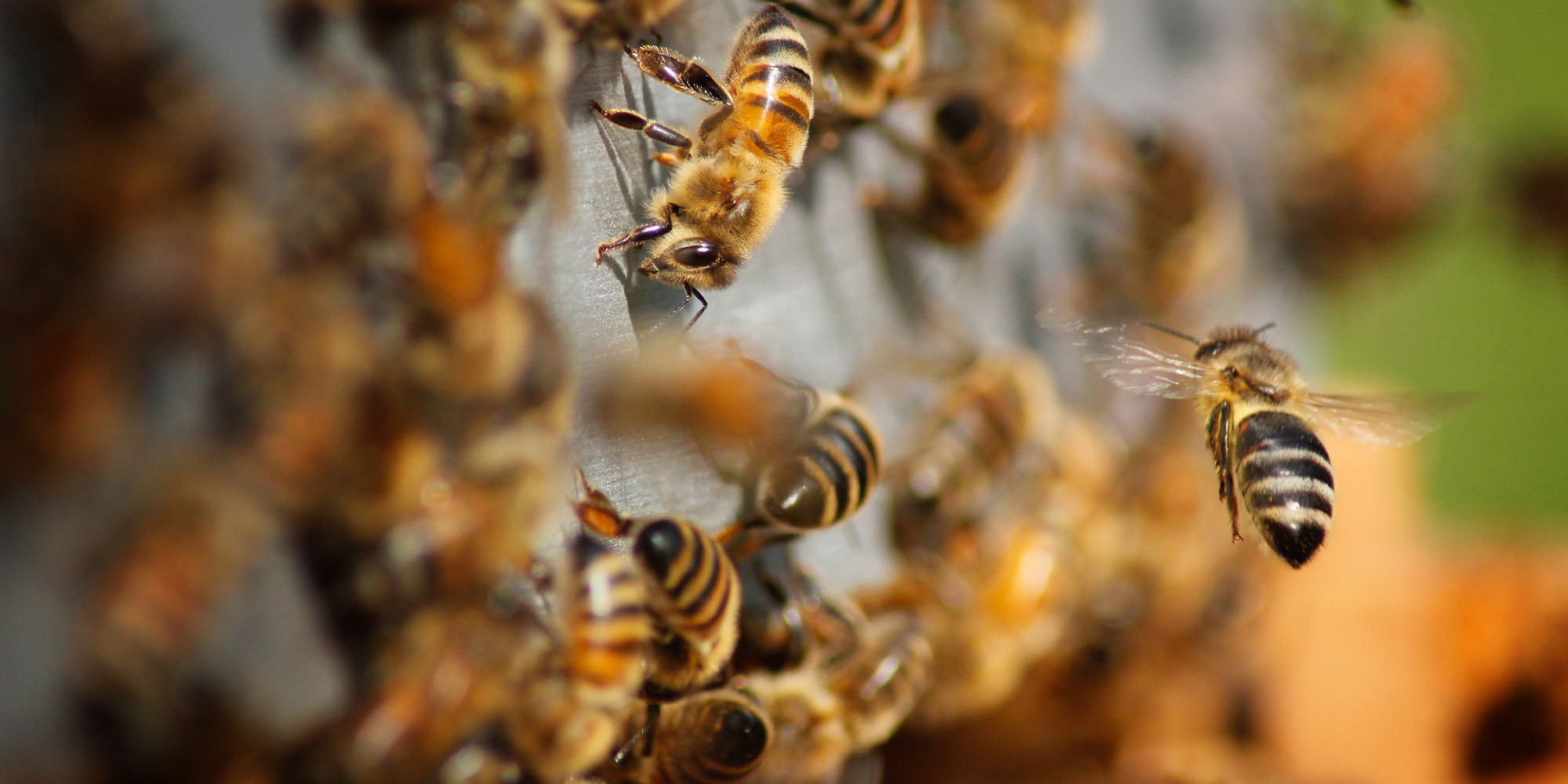 ‘Wonder herbicide’ glyphosate can damage wild plants for years — with a feared knock-on effect on insects