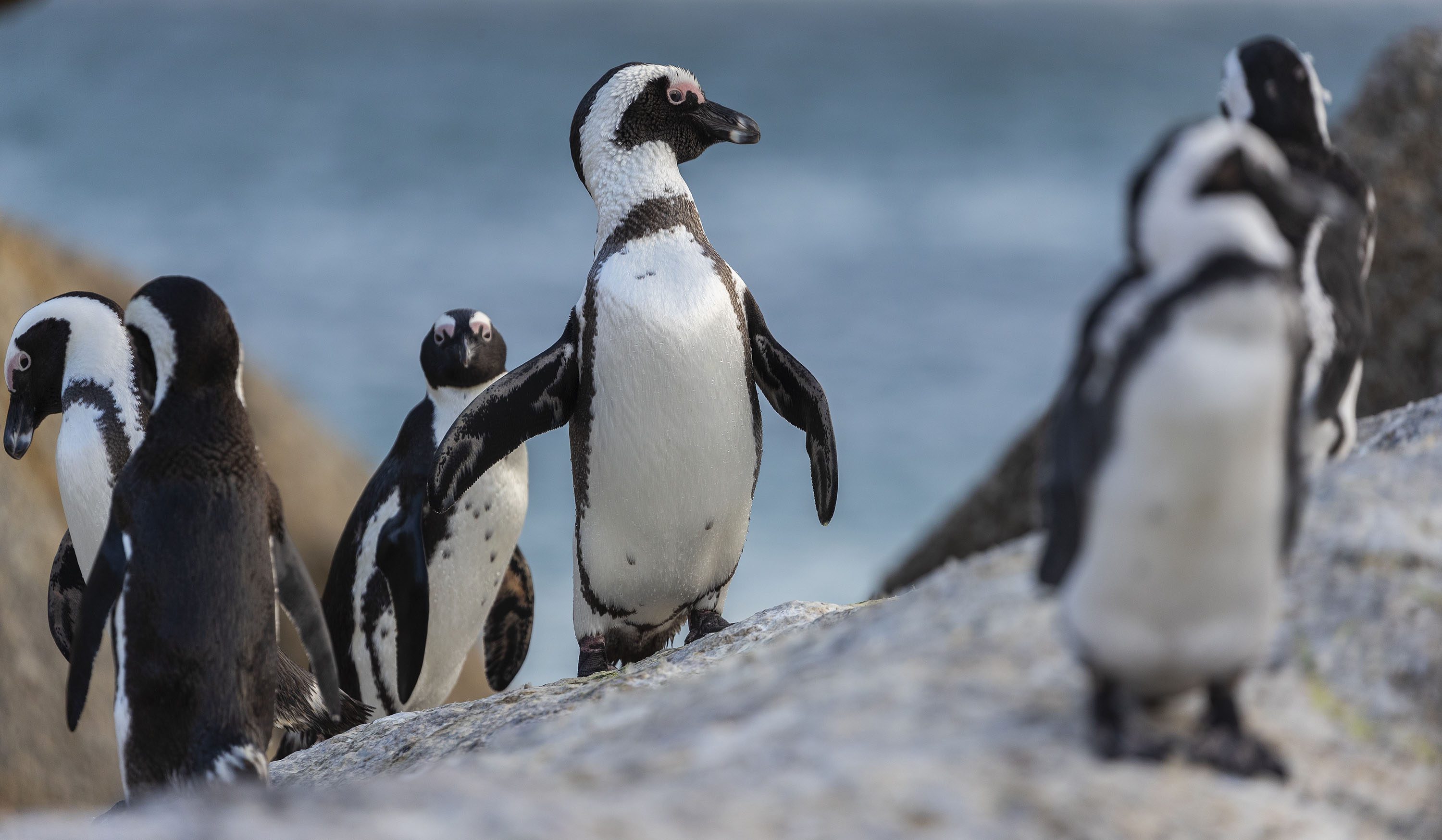 African Penguin lawsuit — Settlement talks ‘to prevent extinction’ under way